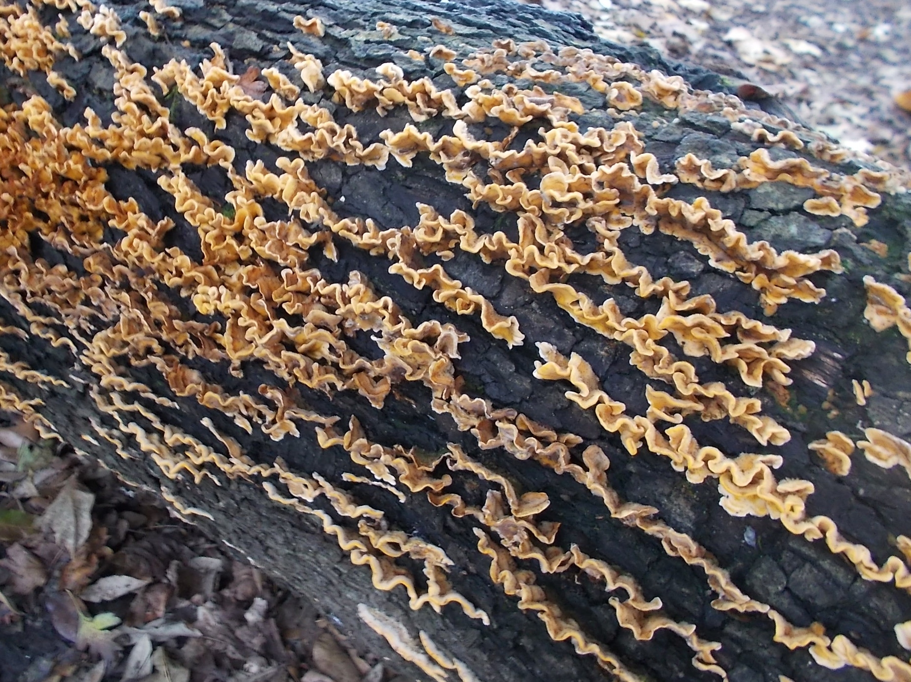 Hairy Curtain Crust growing in natural habitat