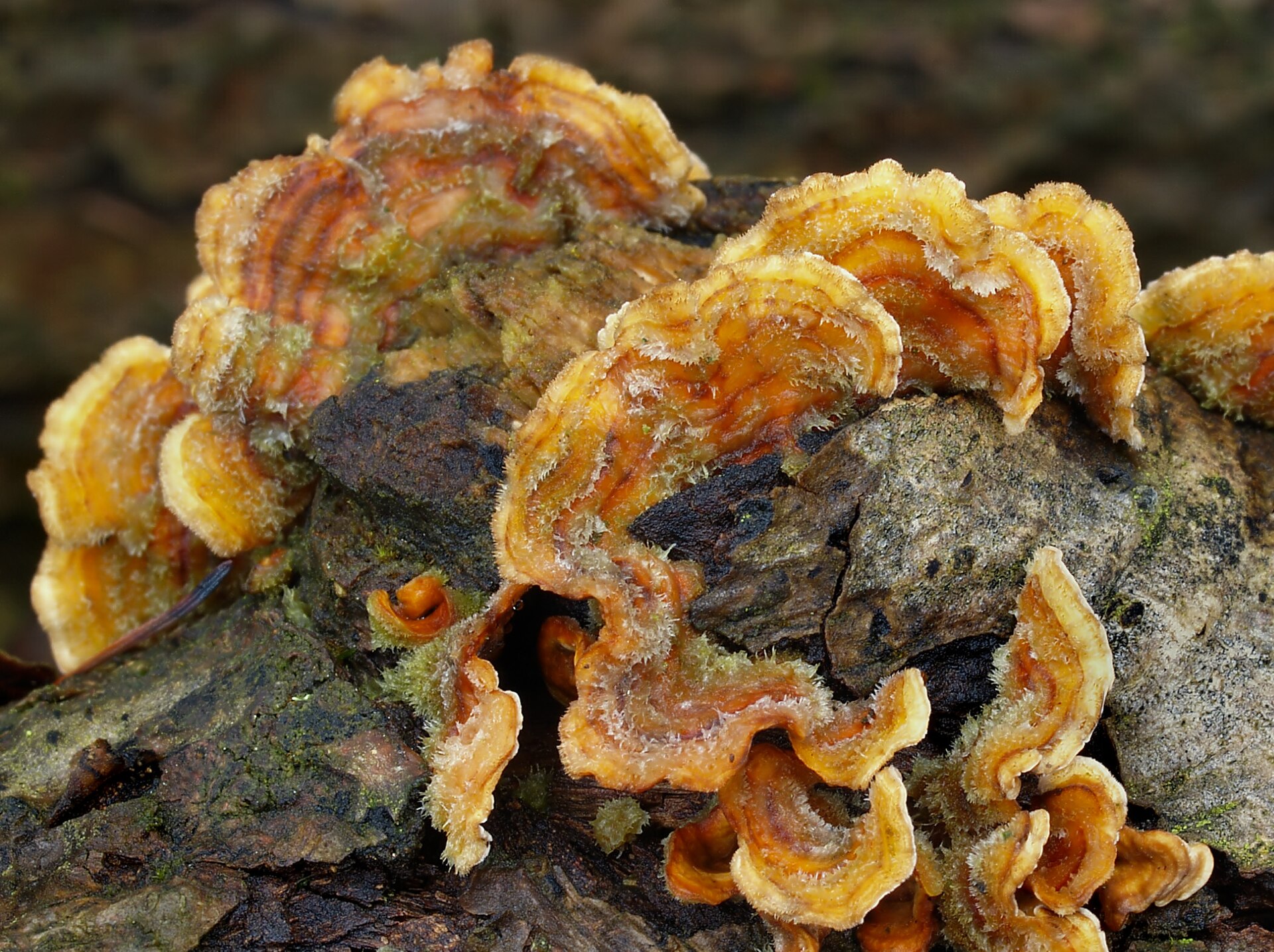 Hairy Curtain Crust (Stereum hirsutum) wild specimen