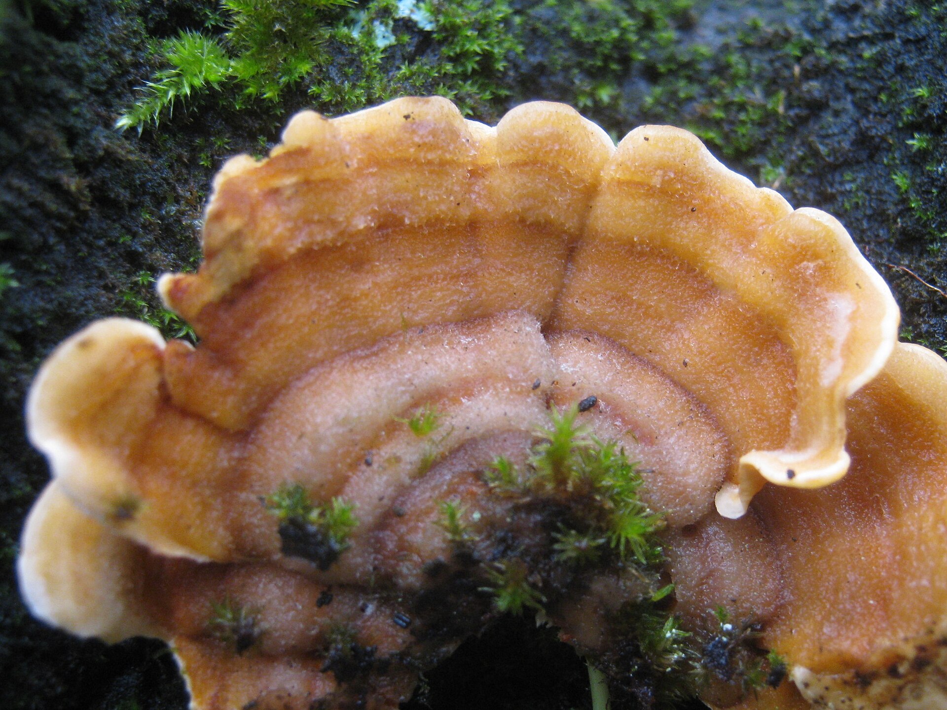Hairy Curtain Crust (Stereum hirsutum) wild specimen
