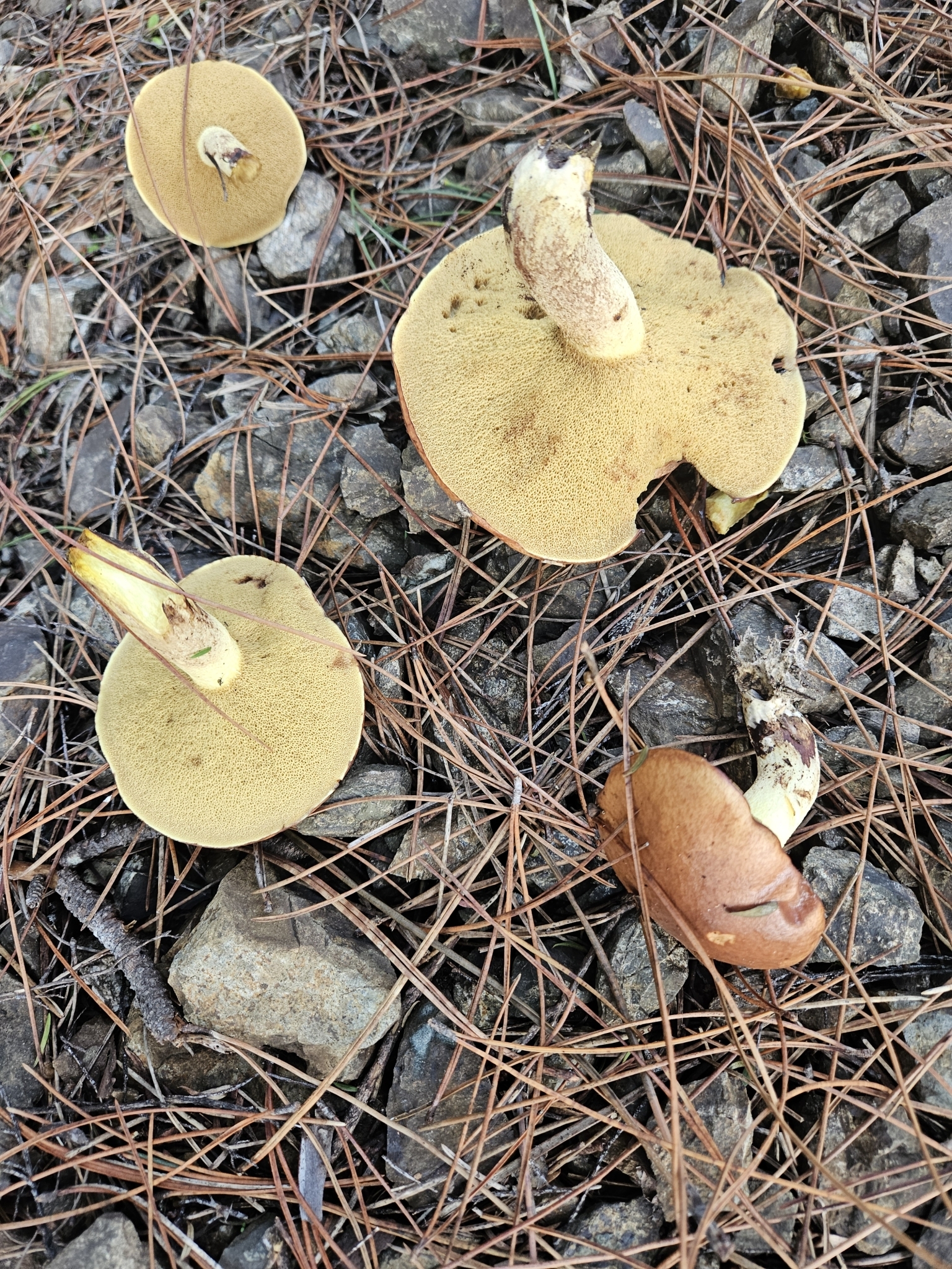 Weeping Bolete (Suillus granulatus)