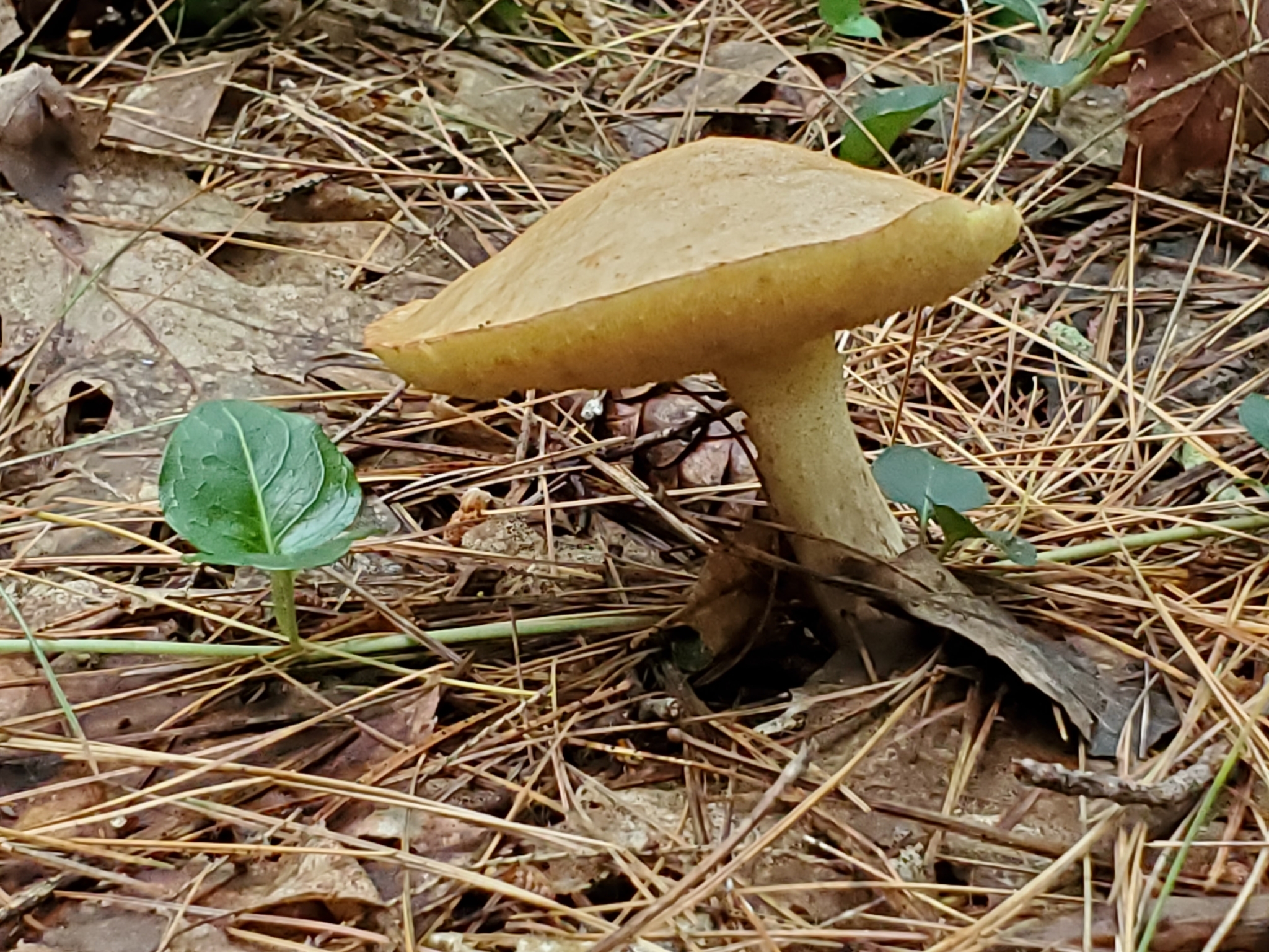 Weeping Bolete (Suillus granulatus) wild specimen