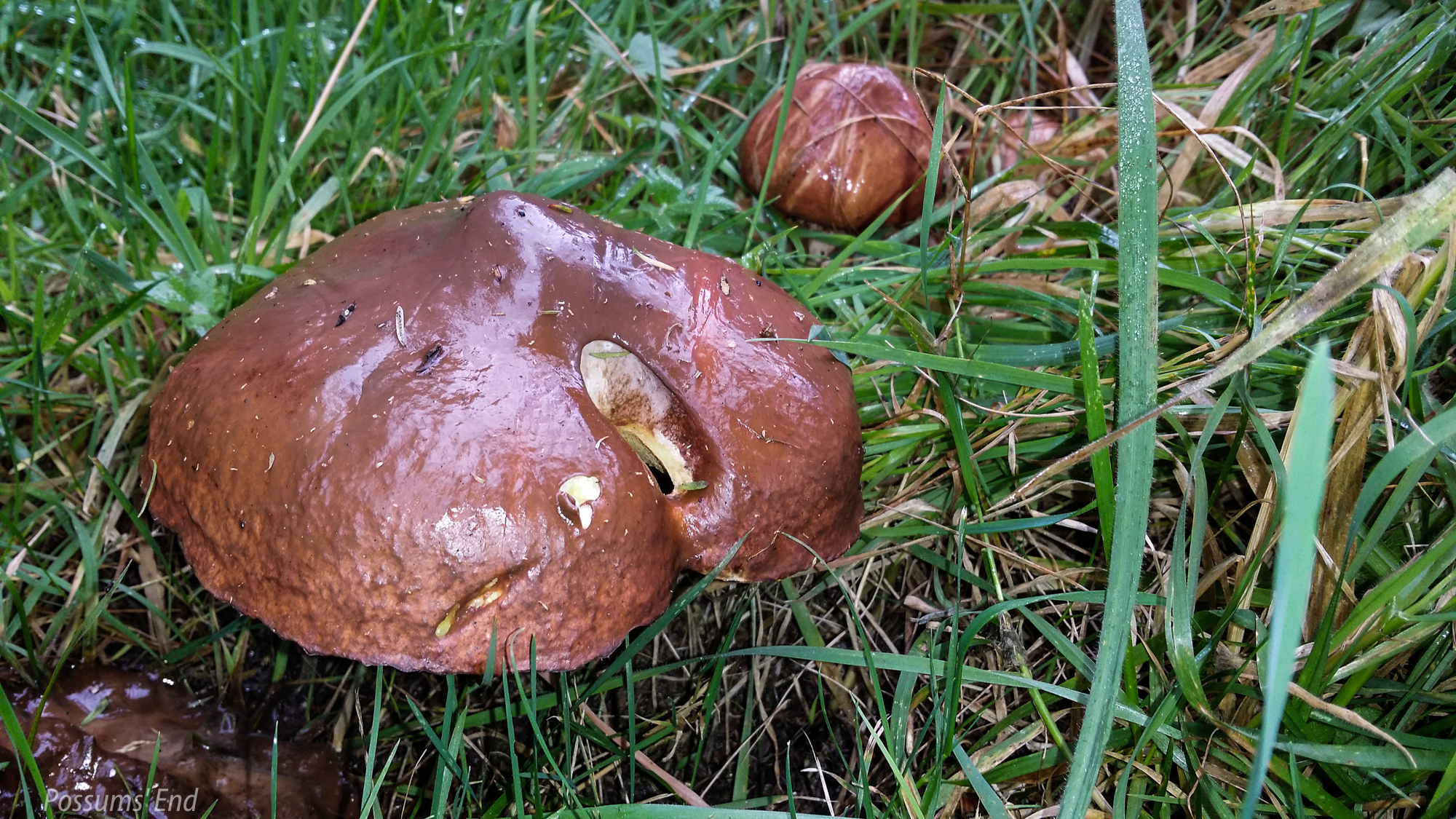 Slippery Jack (Suillus luteus) wild specimen