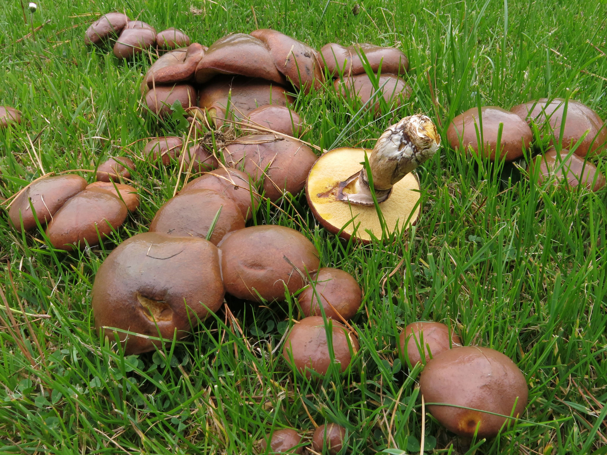Slippery Jack (Suillus luteus) wild specimen