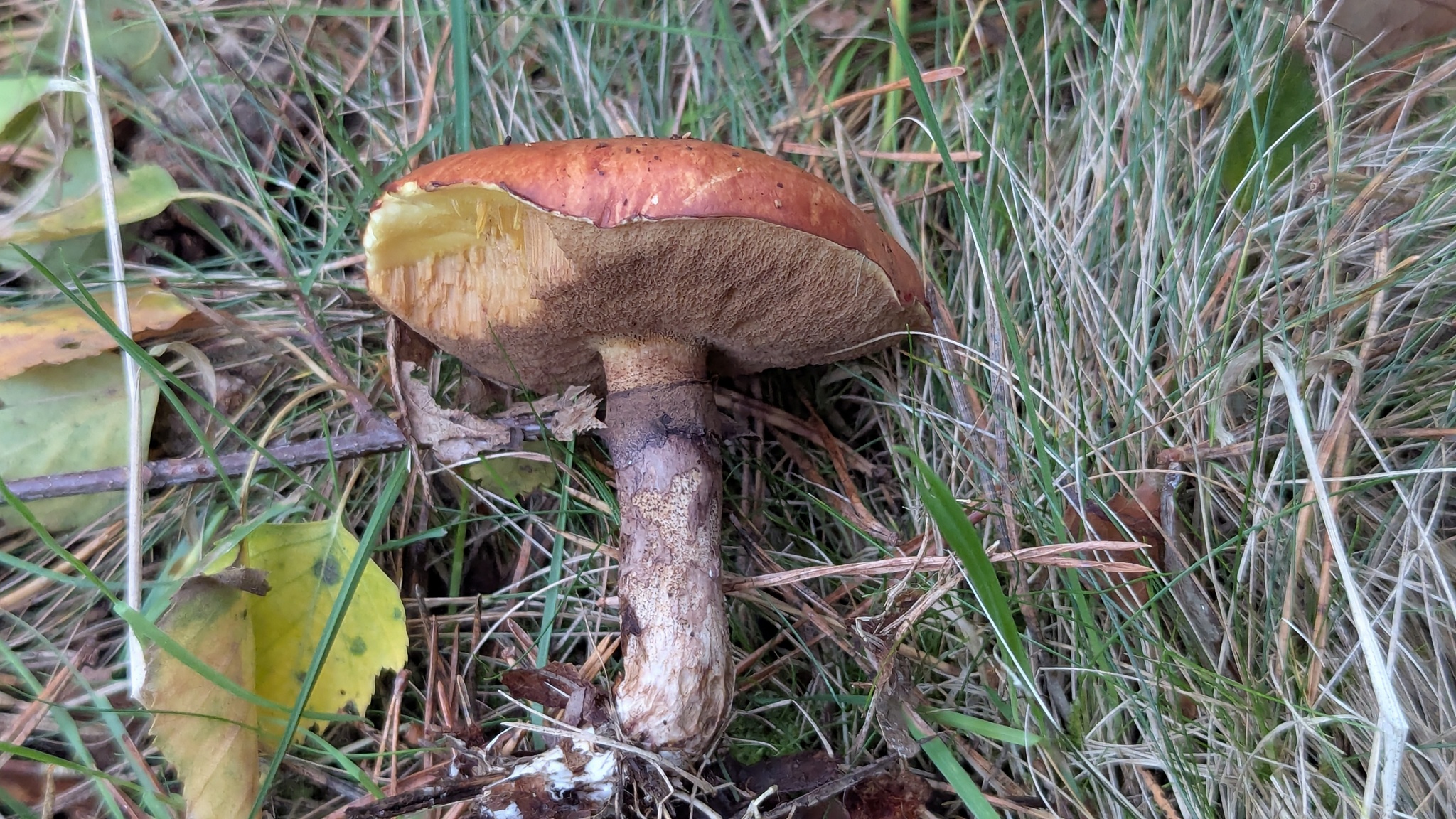 Slippery Jack (Suillus luteus) wild specimen