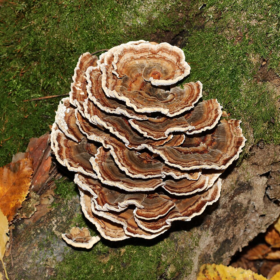 Turkey Tail (Trametes versicolor)