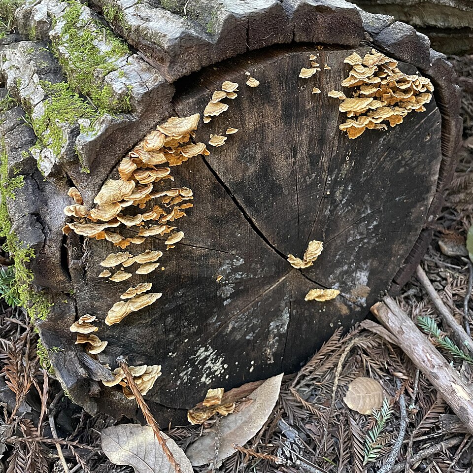 Turkey Tail bracket fungi with vivid color zones at Bear Creek