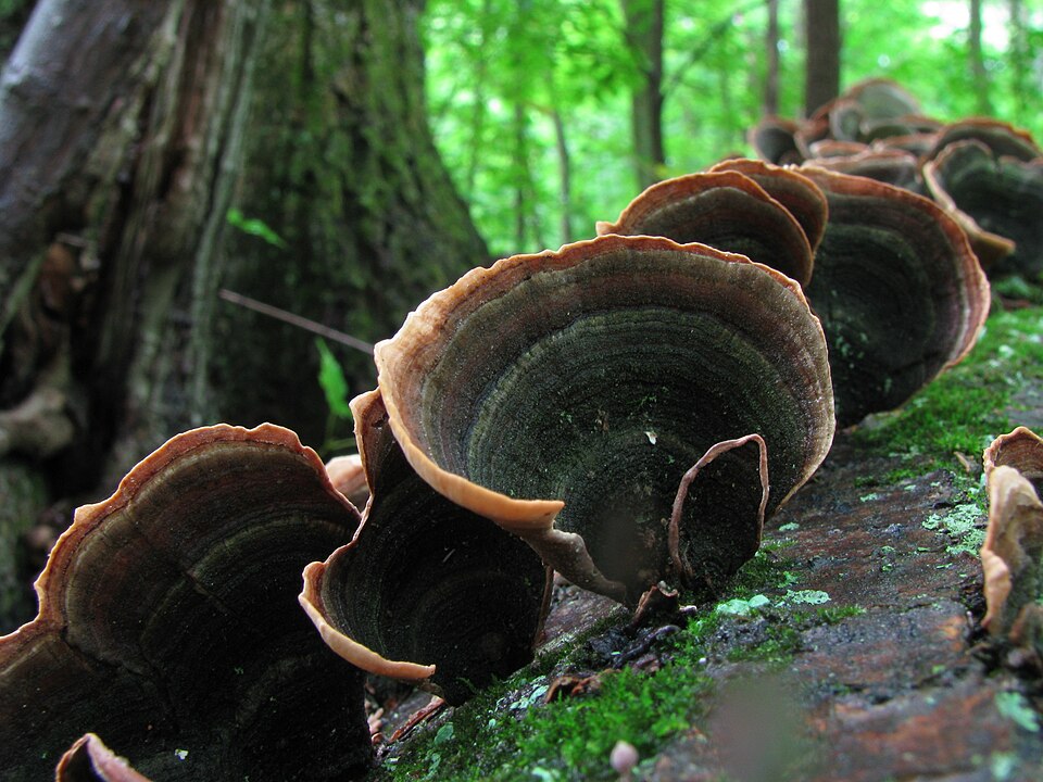 False Turkey Tail (Stereum ostrea)