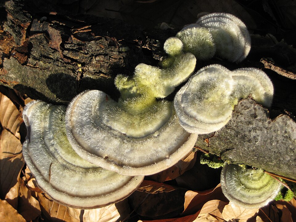 Hairy Bracket (Trametes hirsuta)