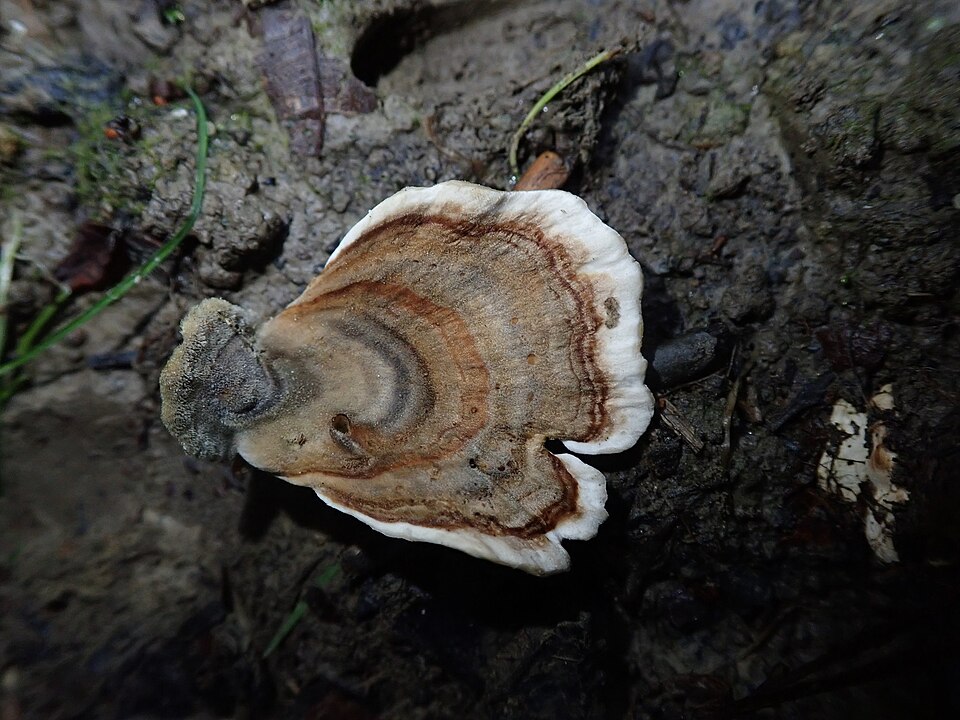 Turkey Tail gills detail