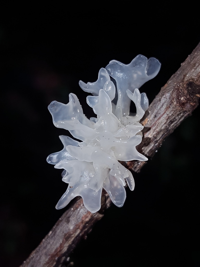 Snow Fungus (Tremella fuciformis) translucent white jelly fungus on a twig