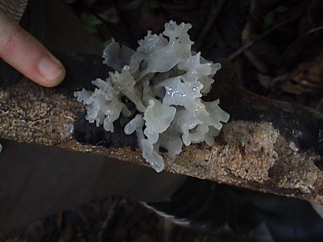 Commercially cultivated snow fungus showing large pure white fruiting body