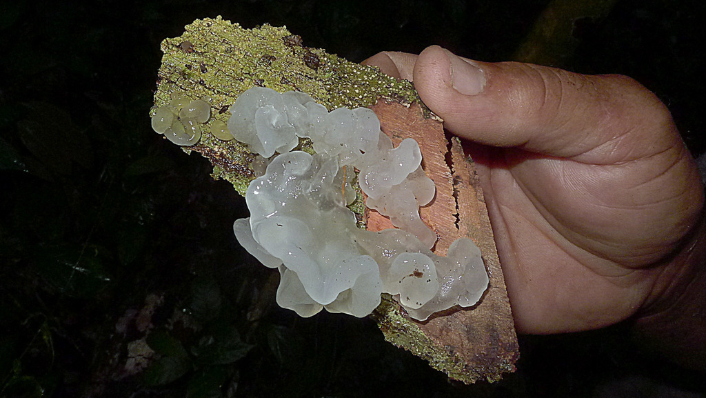 Snow Fungus (Tremella fuciformis) white gelatinous mass on bark in Brazil