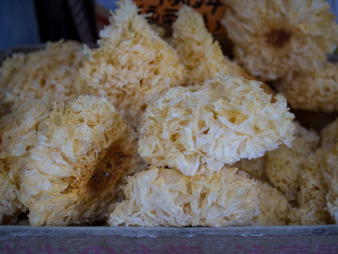 Dried Tremella fuciformis snow fungus as sold in Asian grocery stores showing yellowish-white puff