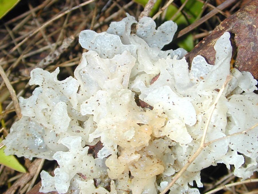 Close-up of Tremella fuciformis lobes showing translucent gelatinous texture and delicate frilled edges