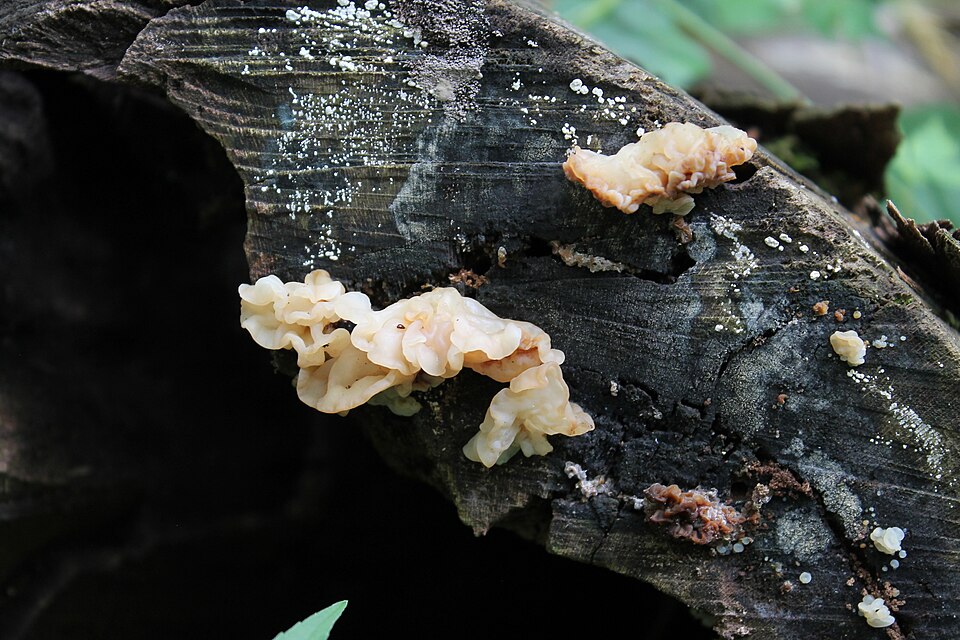 White Jelly Fungus (Ductifera pululahuana)