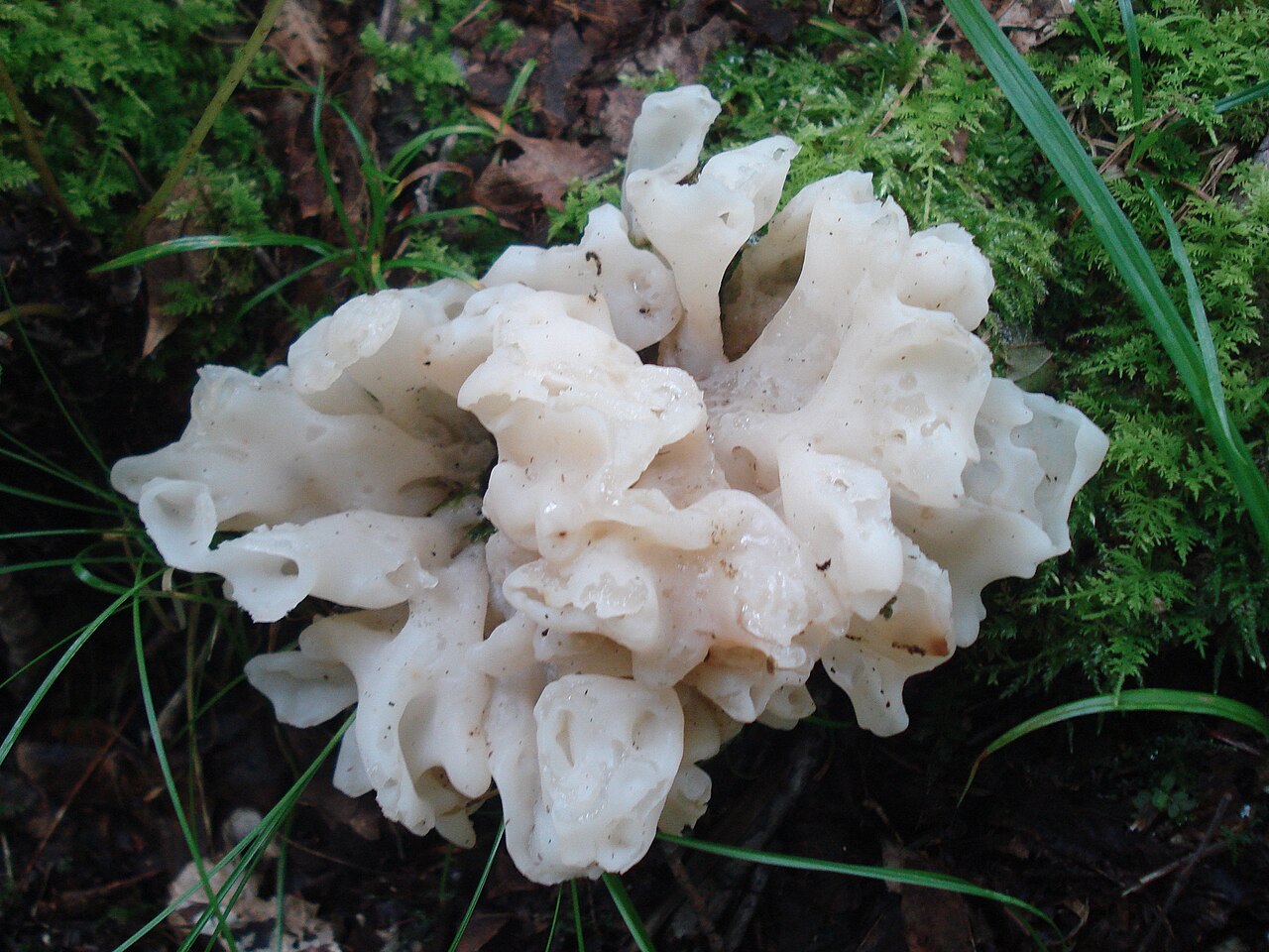 Net-like Tremella (Tremella reticulata)