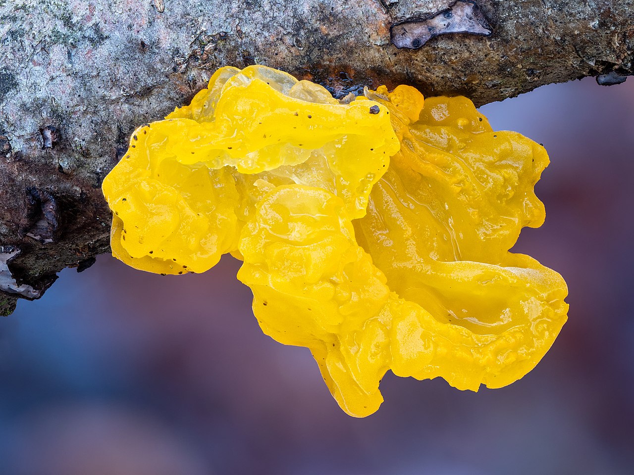 Bright yellow Tremella mesenterica Witch's Butter growing on a dead hardwood branch after rain