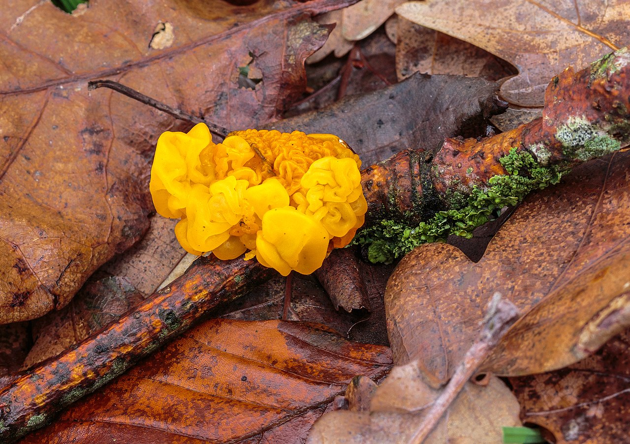 Multiple Witch's Butter fruiting bodies along a fallen oak branch in winter woodland