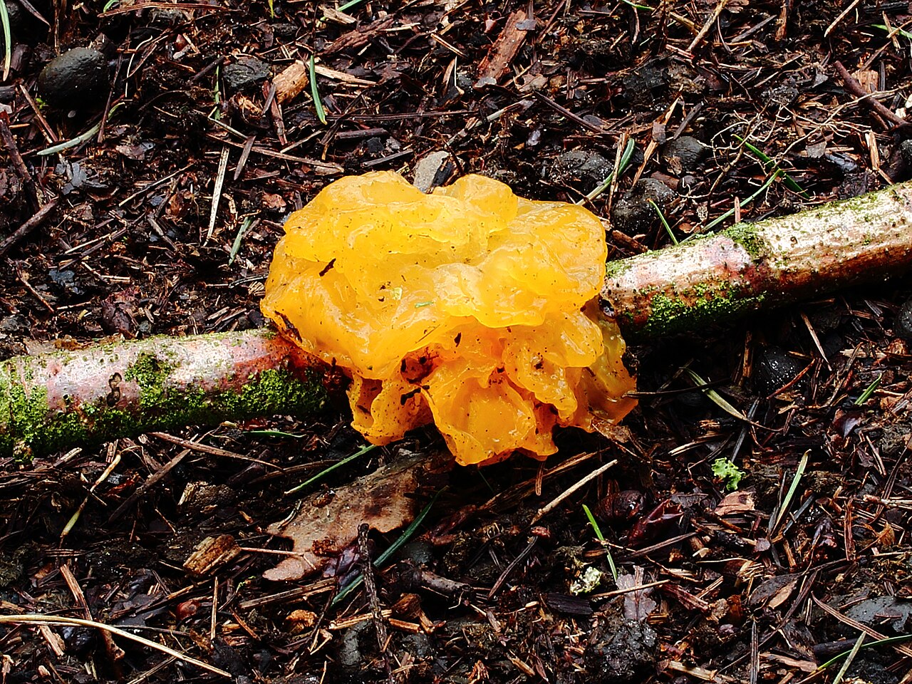 Dried Tremella mesenterica showing shriveled dark orange crust form on bark