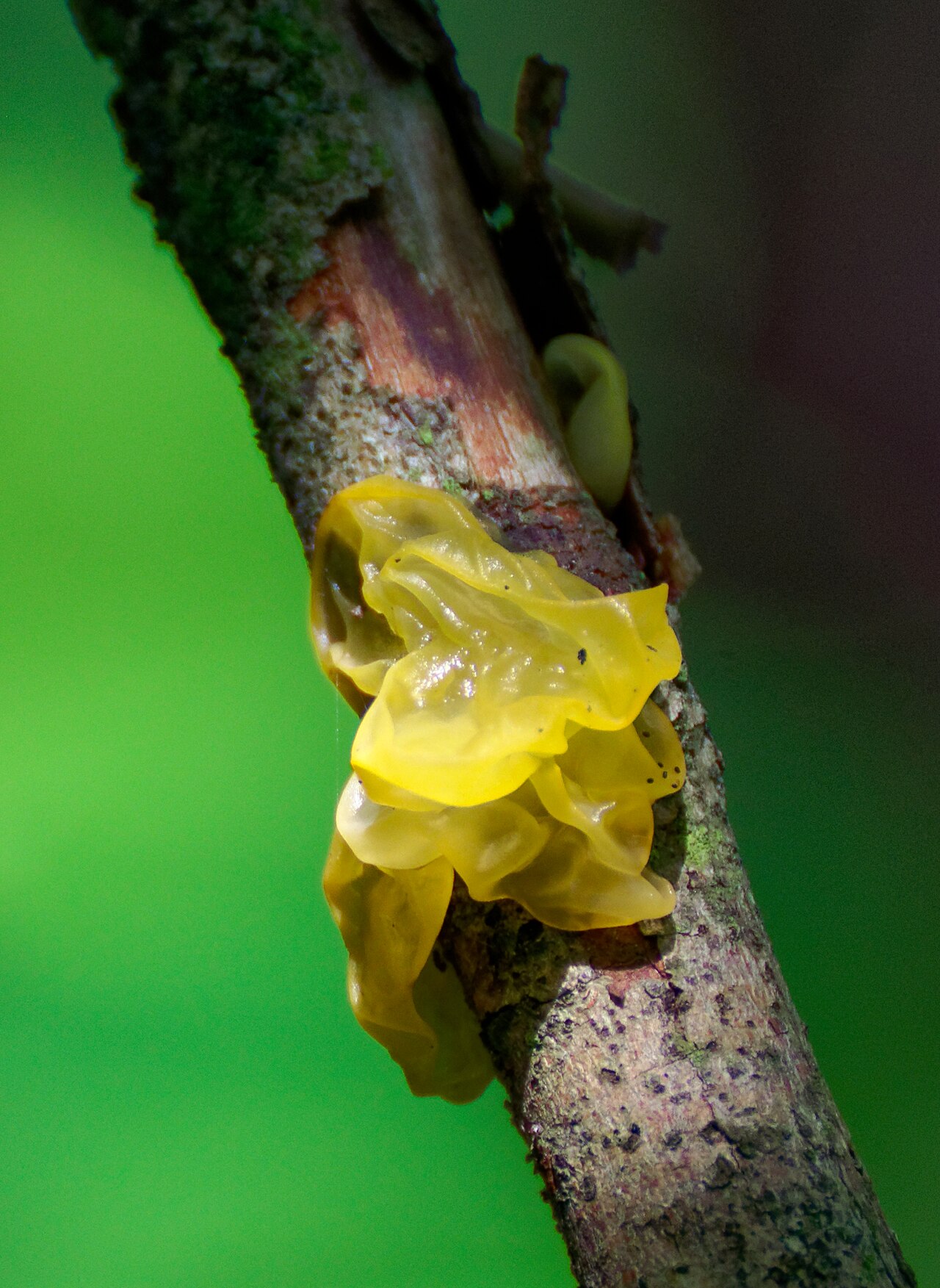 Yellow brain fungus Tremella mesenterica on dead hazel branch showing typical hedgerow habitat