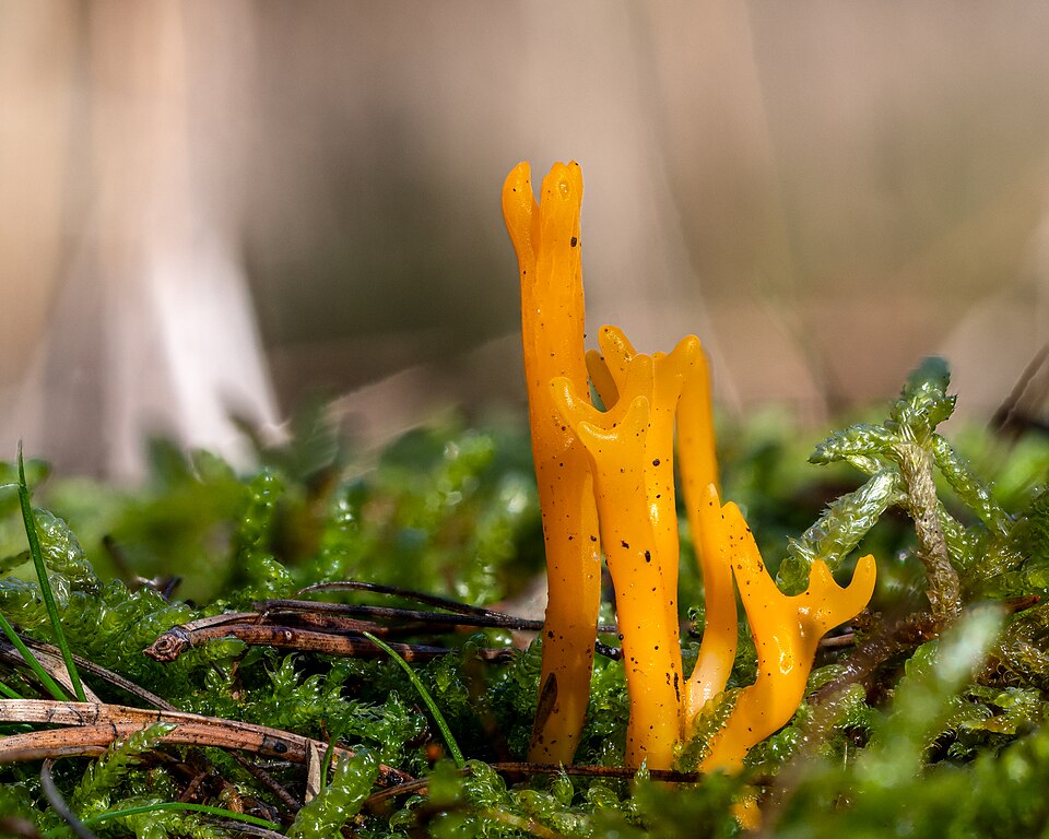 Yellow Stagshorn (Calocera viscosa)