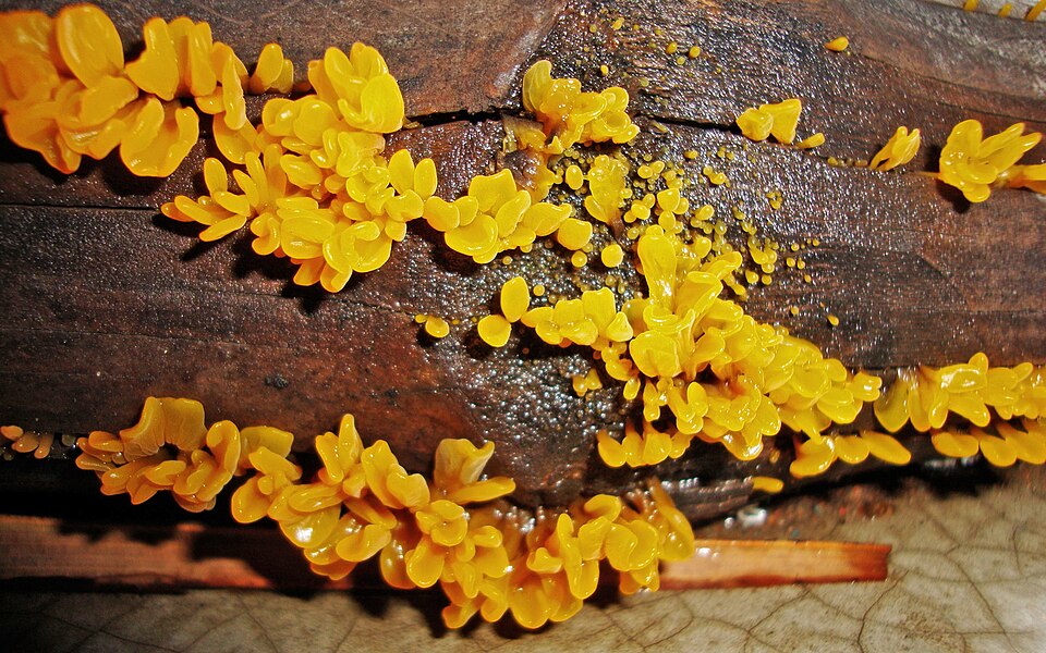 Orange Jelly (Dacrymyces chrysospermus)