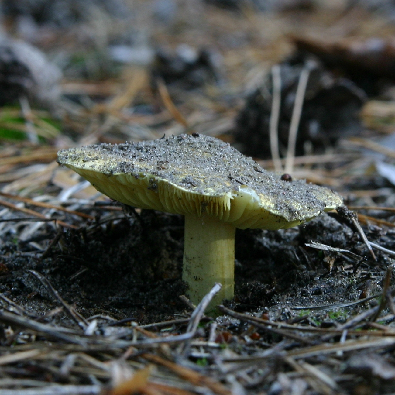 Yellow Knight (Tricholoma equestre)