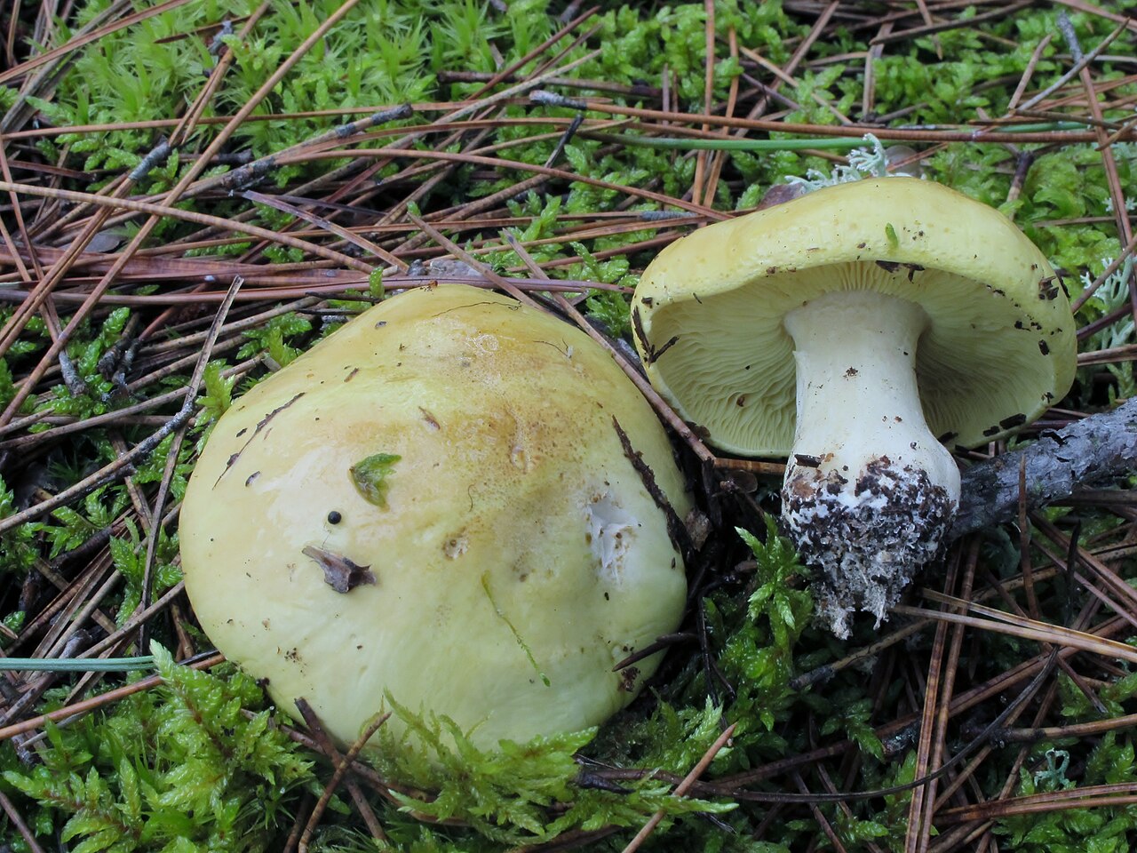 Yellow Knight (Tricholoma equestre) pair in pine needle litter
