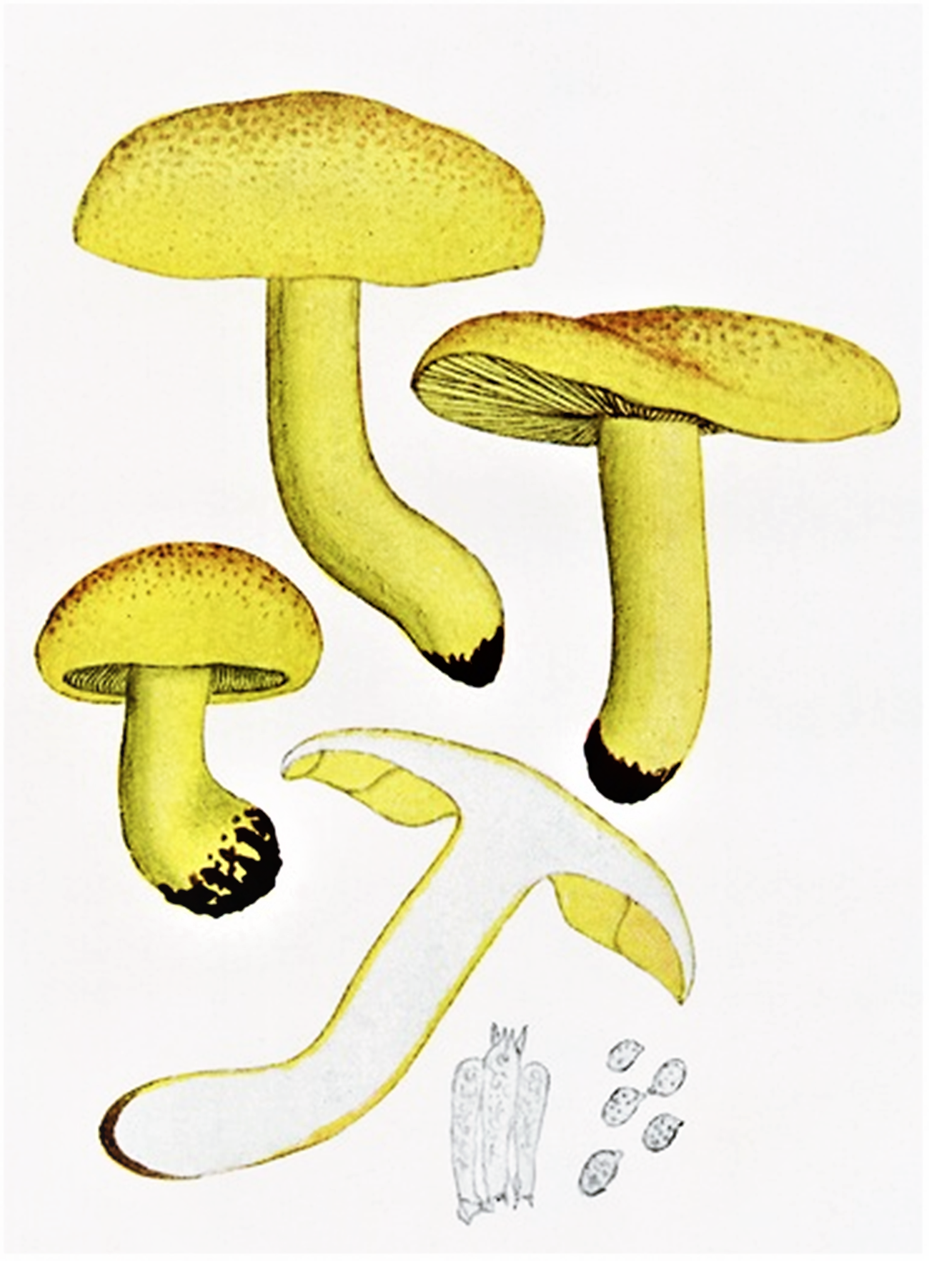 Yellow Knight (Tricholoma equestre) wild specimen