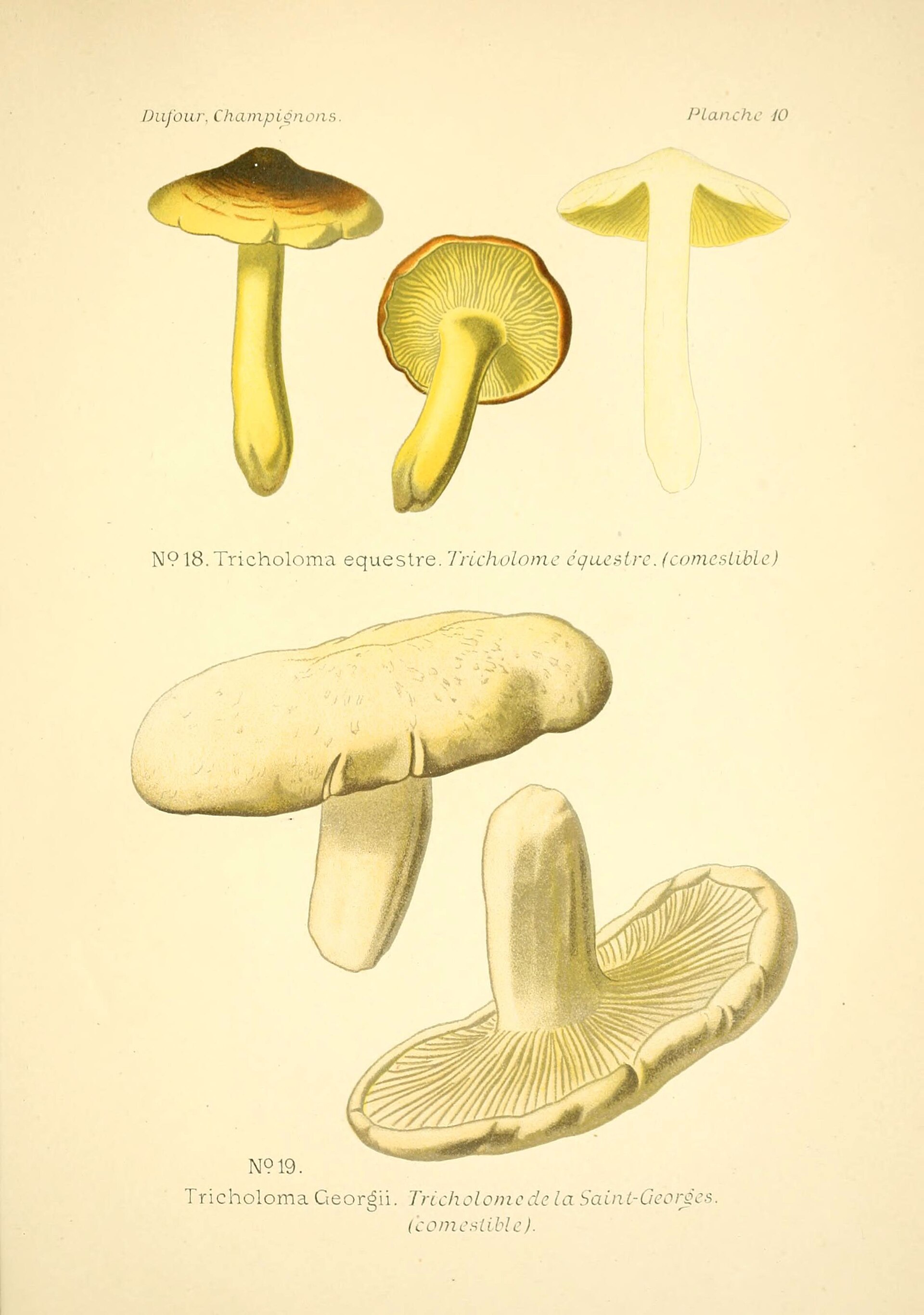 Yellow Knight (Tricholoma equestre) wild specimen