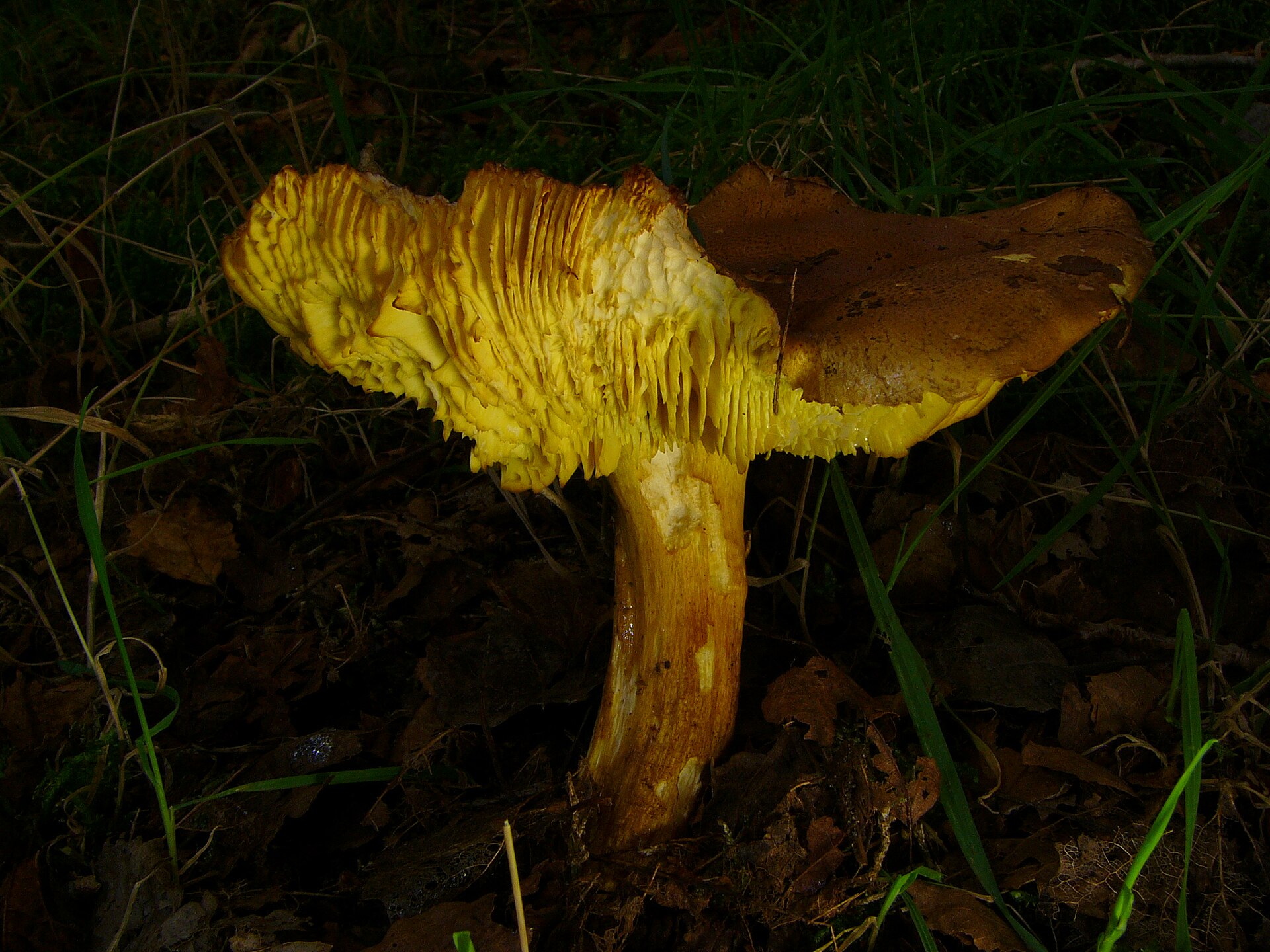 Yellow Knight (Tricholoma equestre) wild specimen