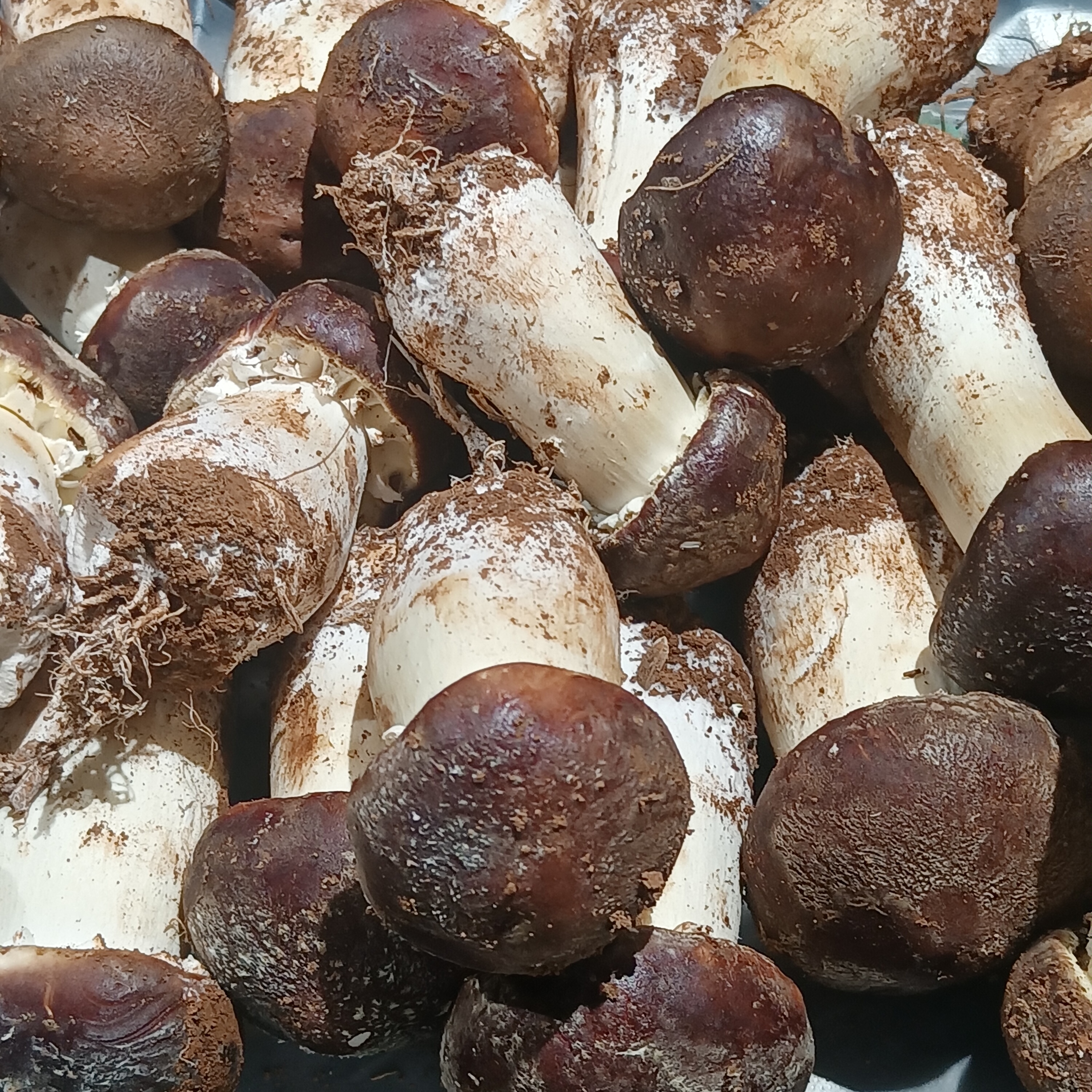 Freshly harvested matsutake mushrooms displayed showing white flesh and brown cap scales