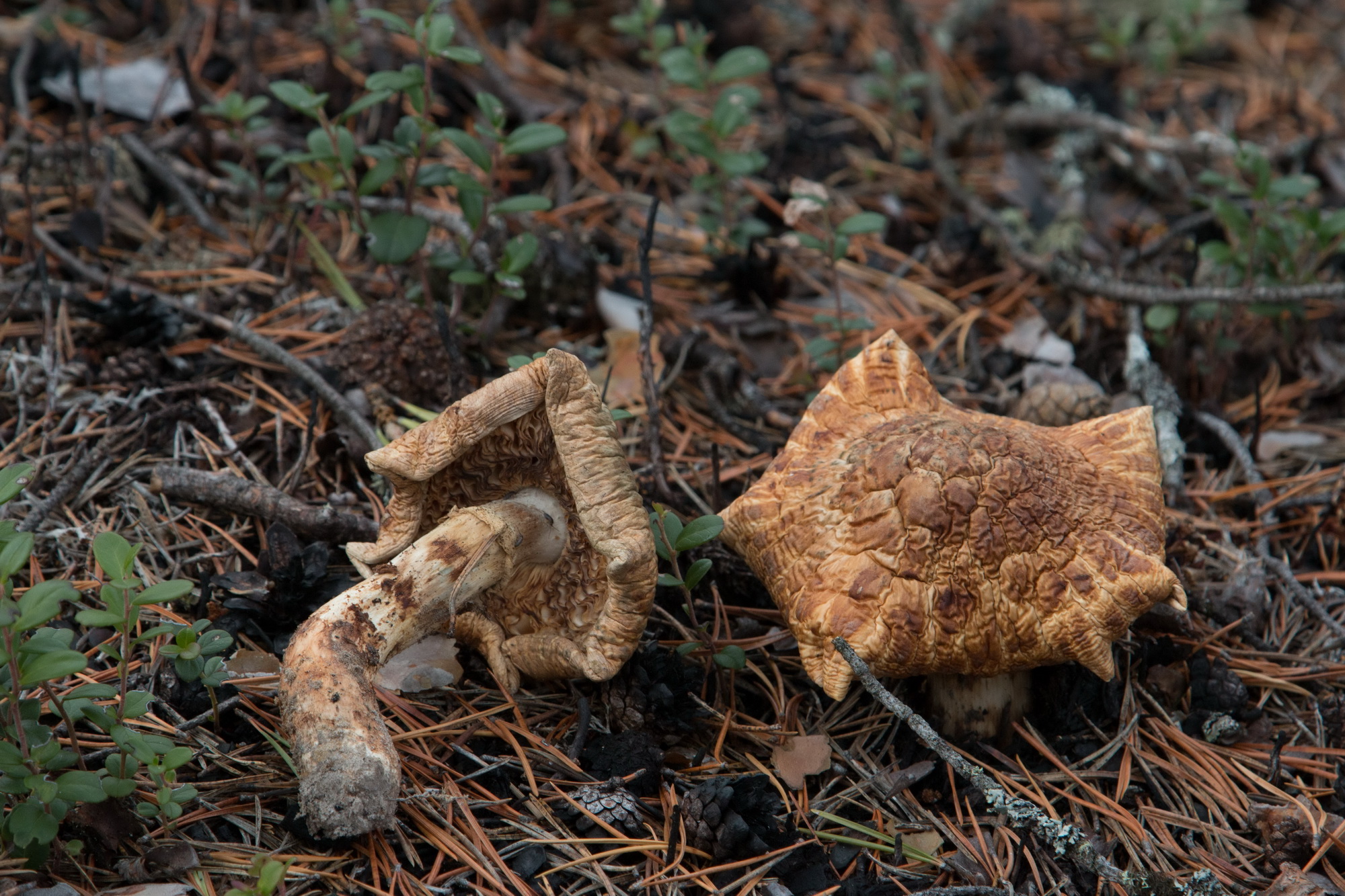 Matsutake mushroom in Russian forest showing cap surface and partial veil remnants
