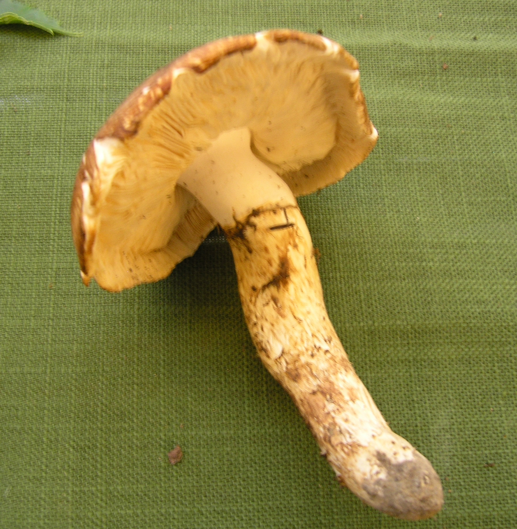 Matsutake Look-alike (Tricholoma caligatum)
