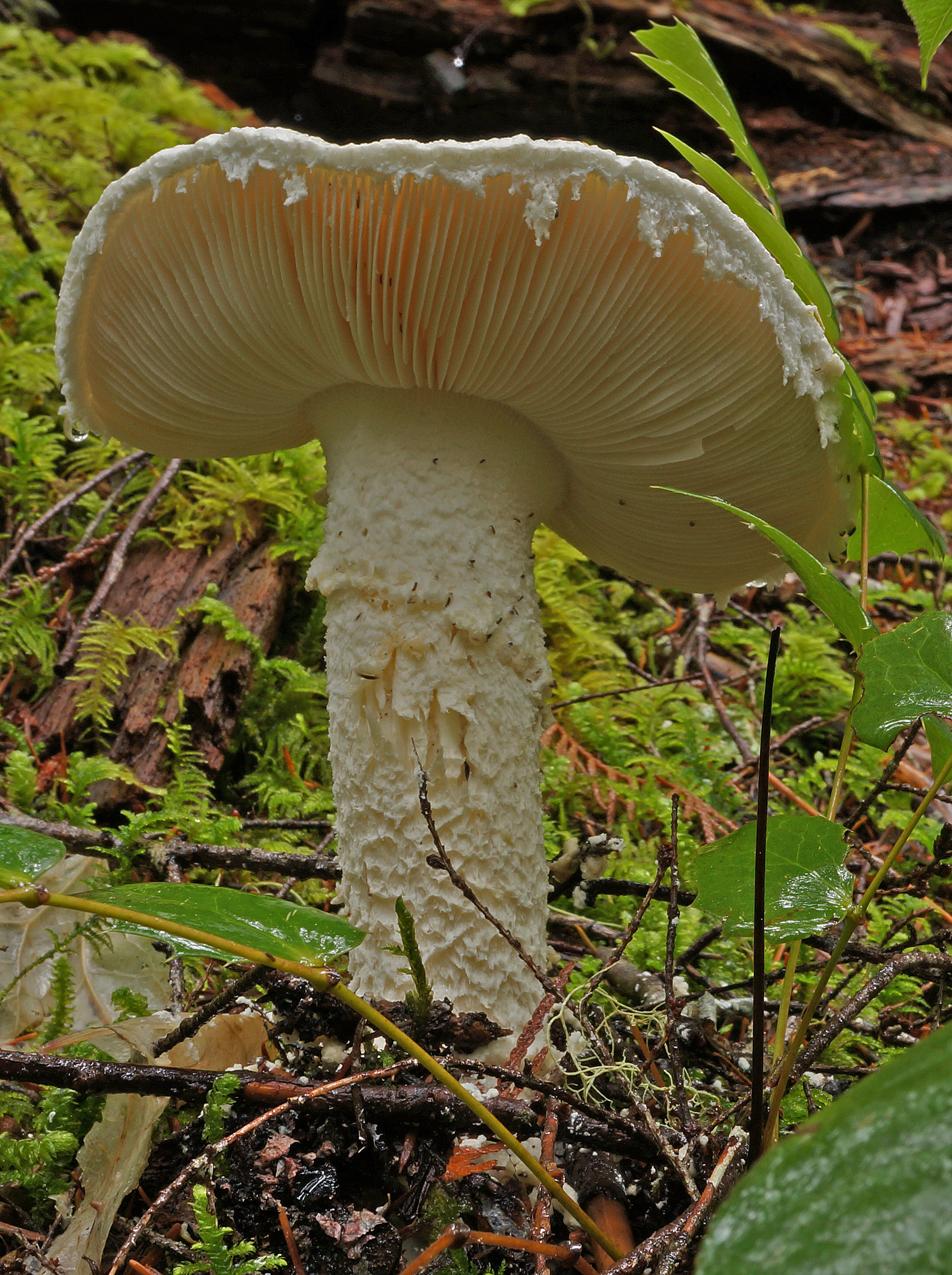 Smith's Amanita (Amanita smithiana)