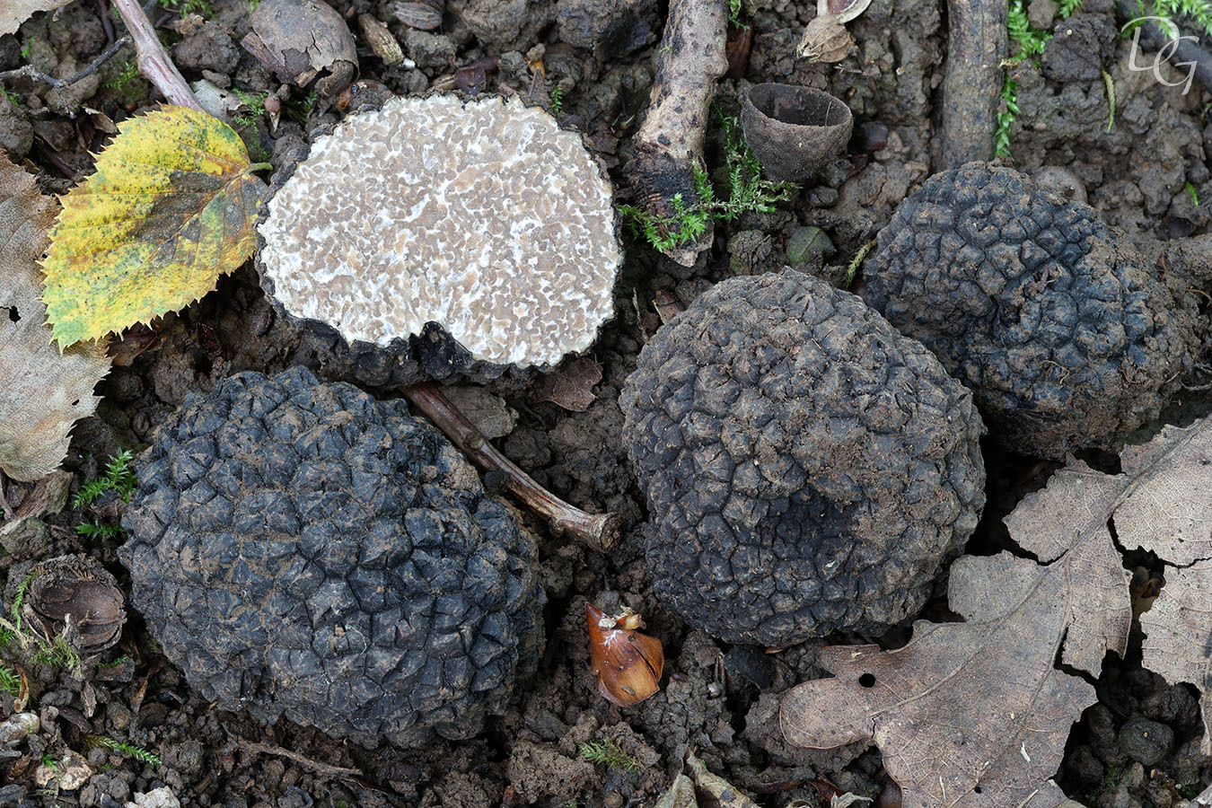 Summer Truffle (Tuber aestivum) wild specimen