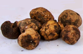Bianchetto Truffle (Tuber borchii) close-up showing peridium texture
