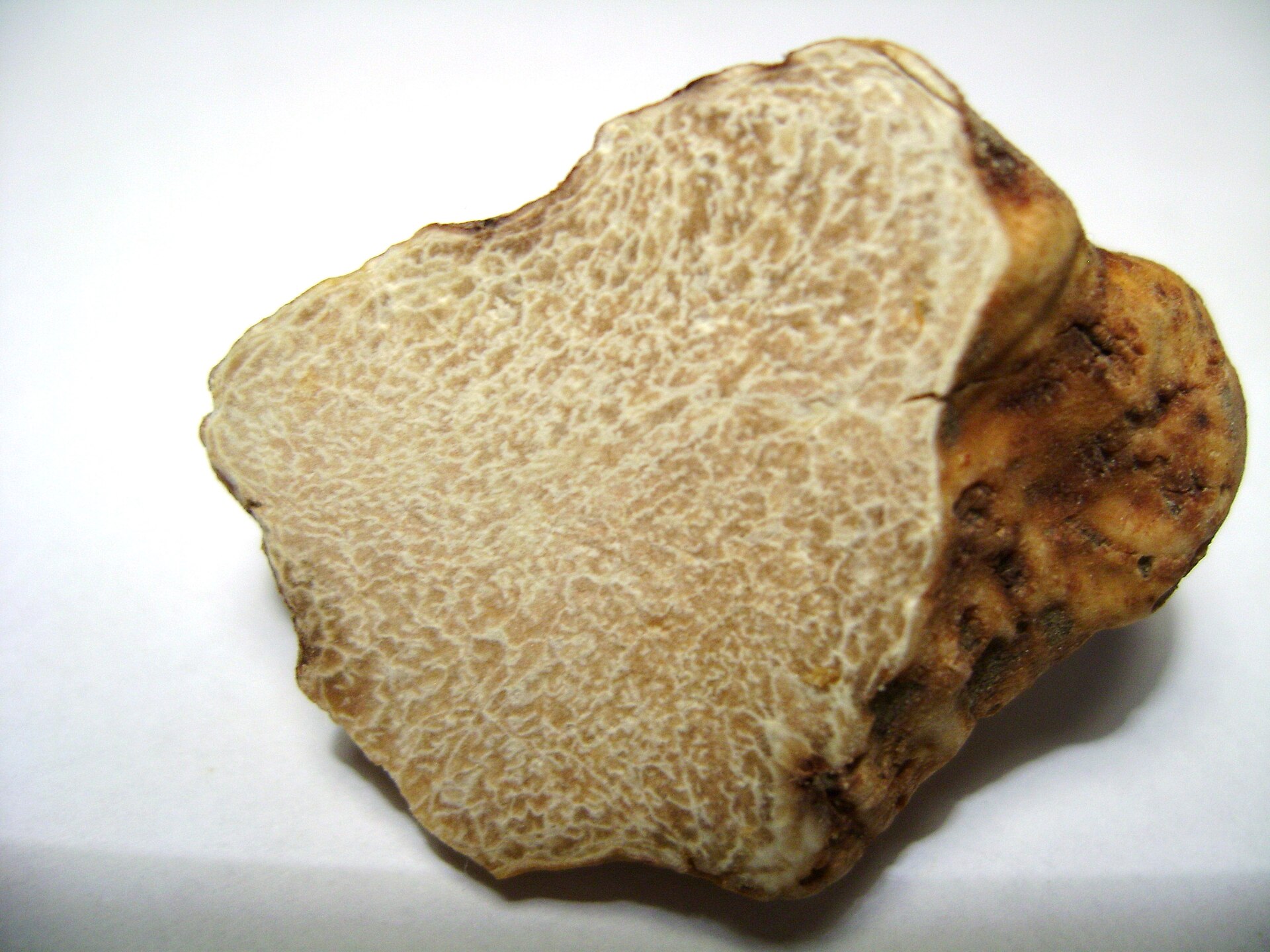 White Truffle (Tuber magnatum)