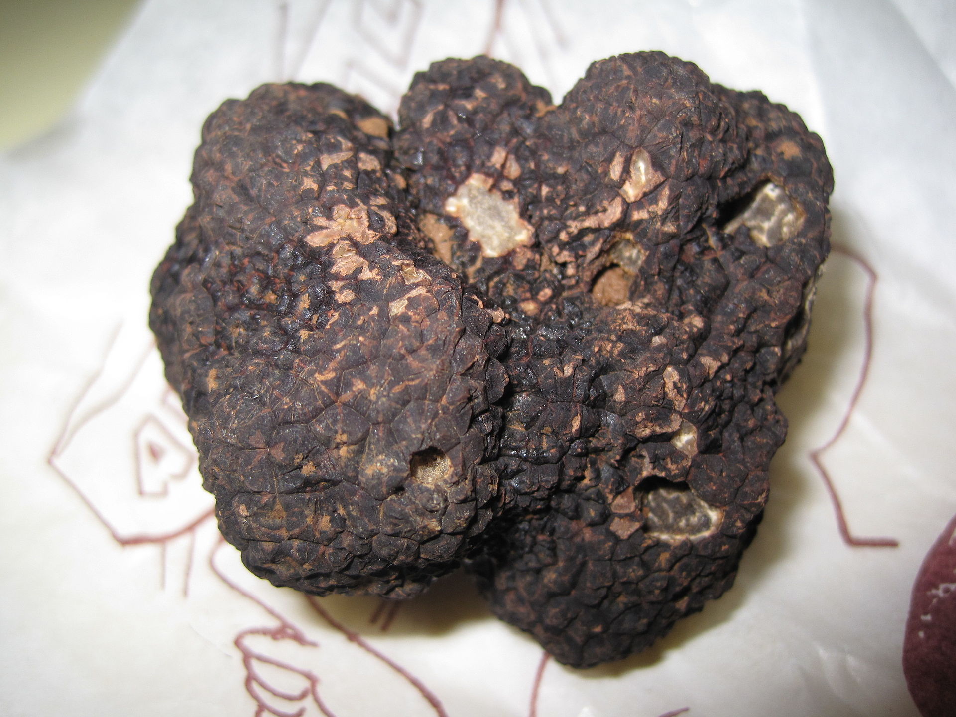 Black Truffle (Tuber melanosporum)