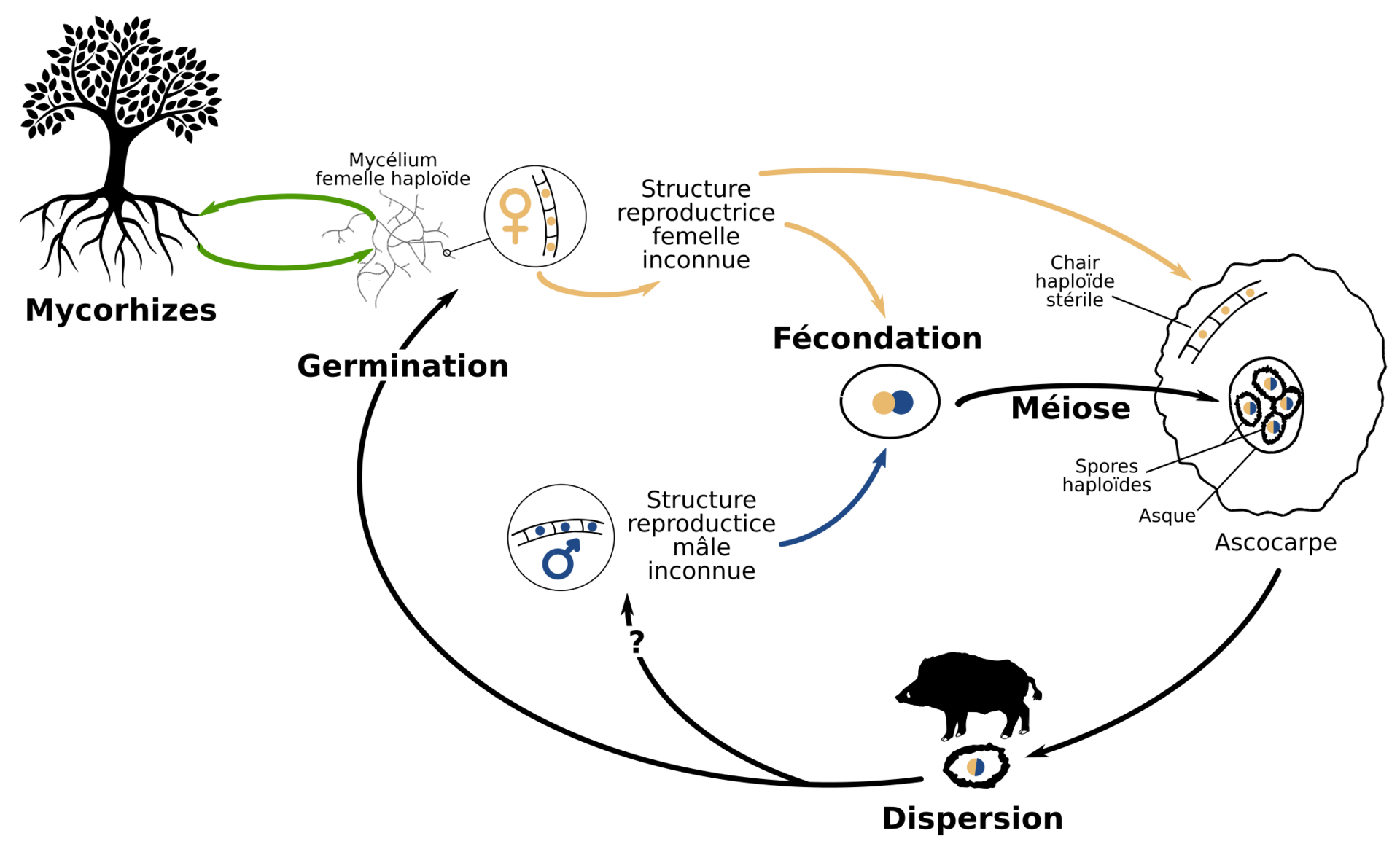 Black Truffle (Tuber melanosporum) wild specimen