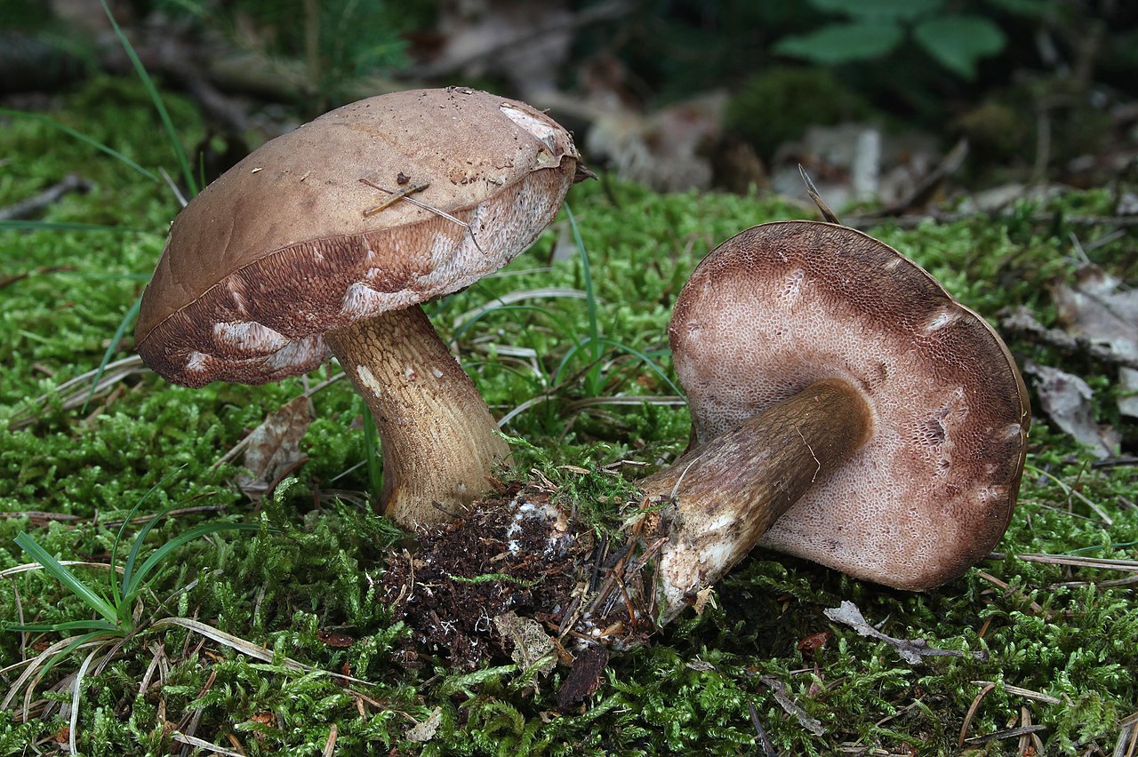 Bitter Bolete (Tylopilus felleus)