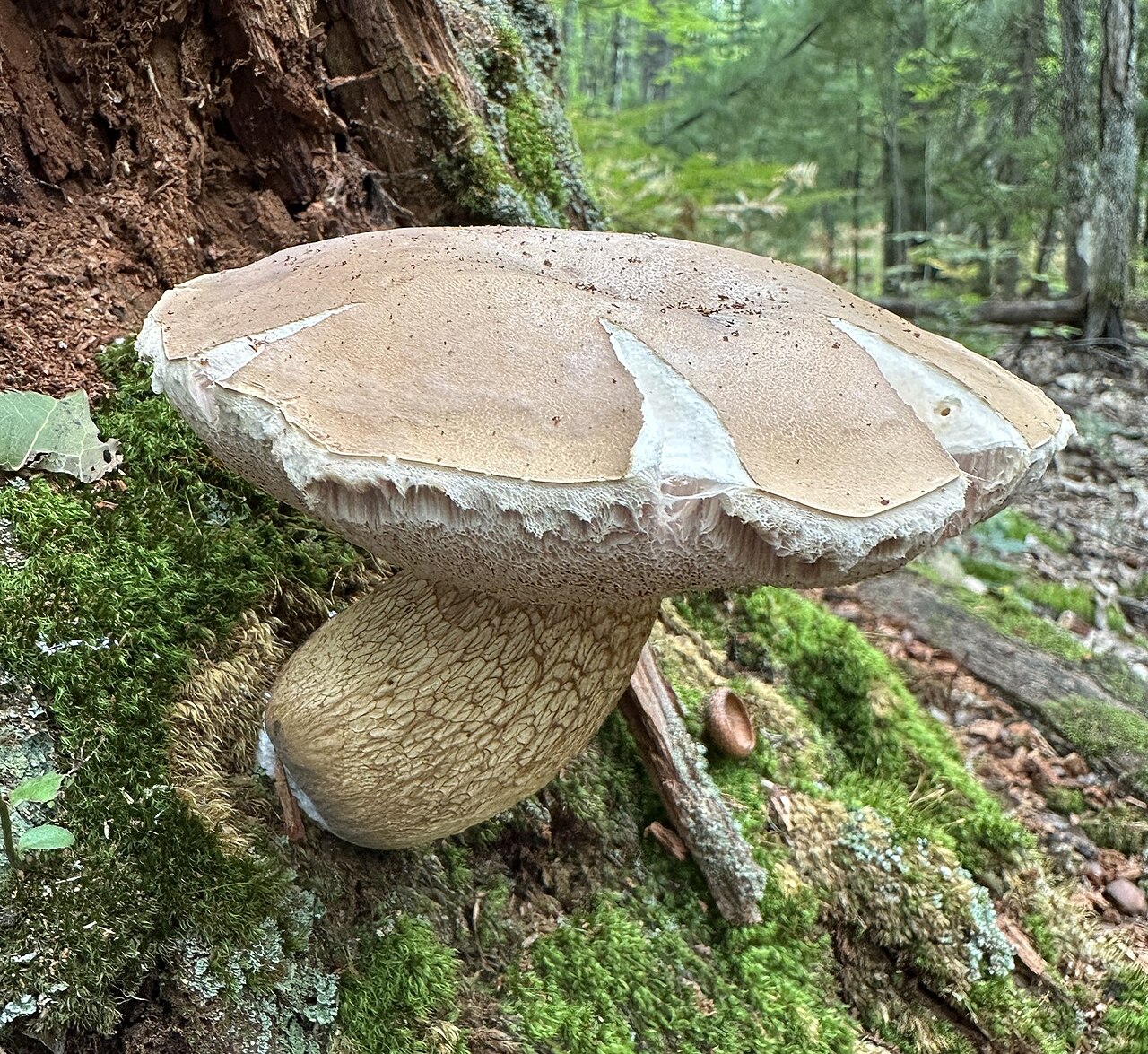 Young Bitter Bolete specimen showing pale cap and stem