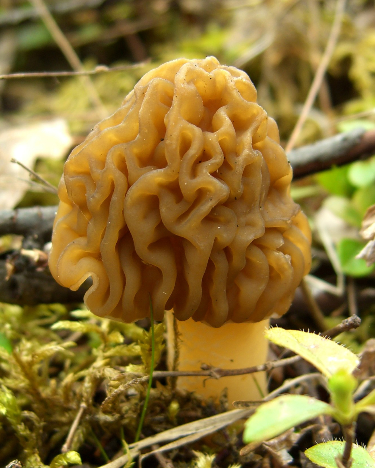 Early Morel (Verpa bohemica)