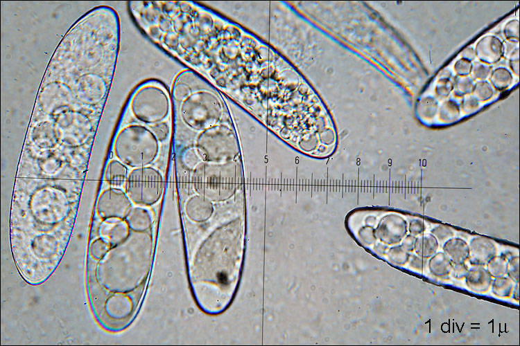 Early Morel (Verpa bohemica) wild specimen