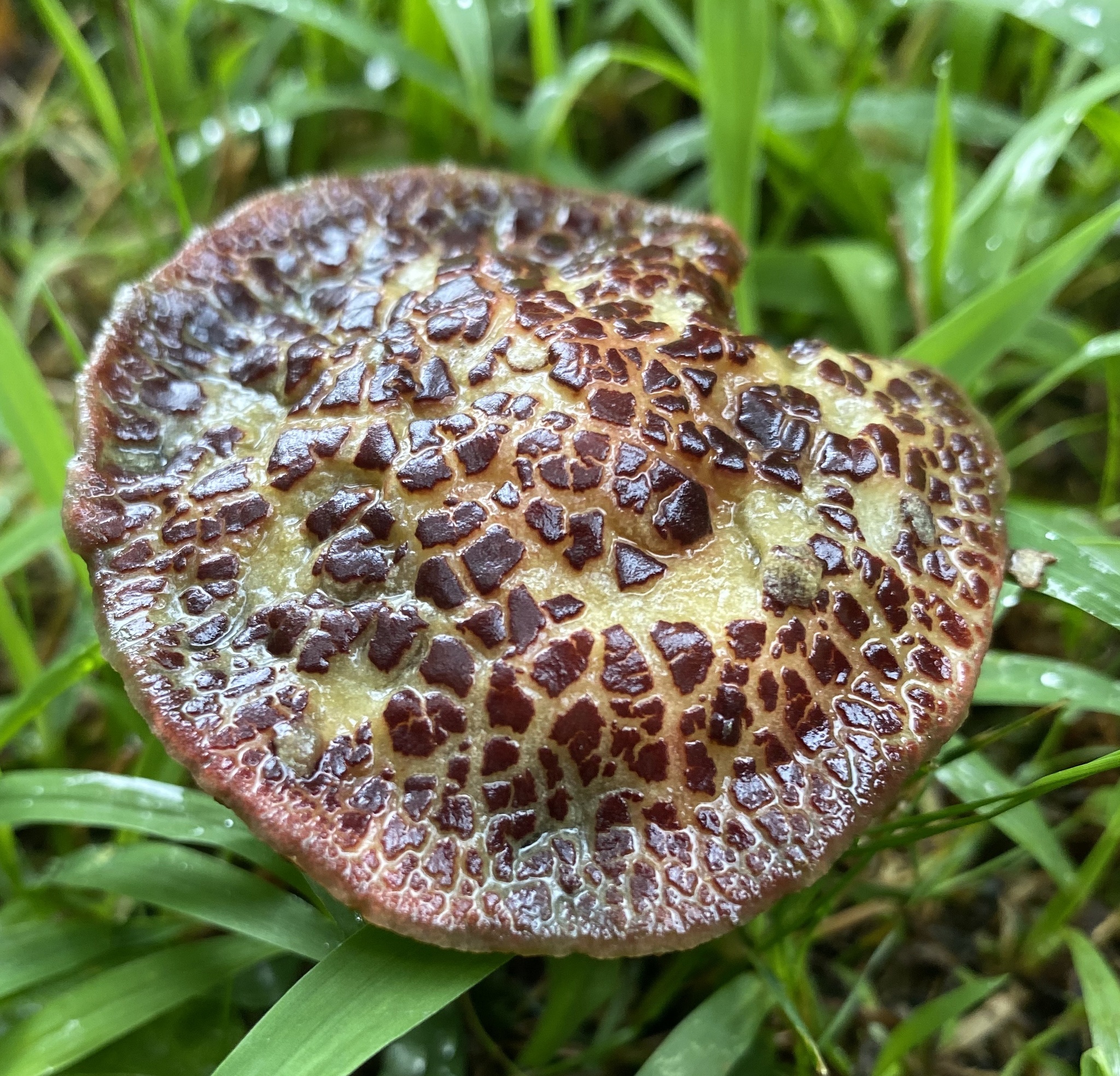 Red-cracking Bolete (Xerocomellus chrysenteron)