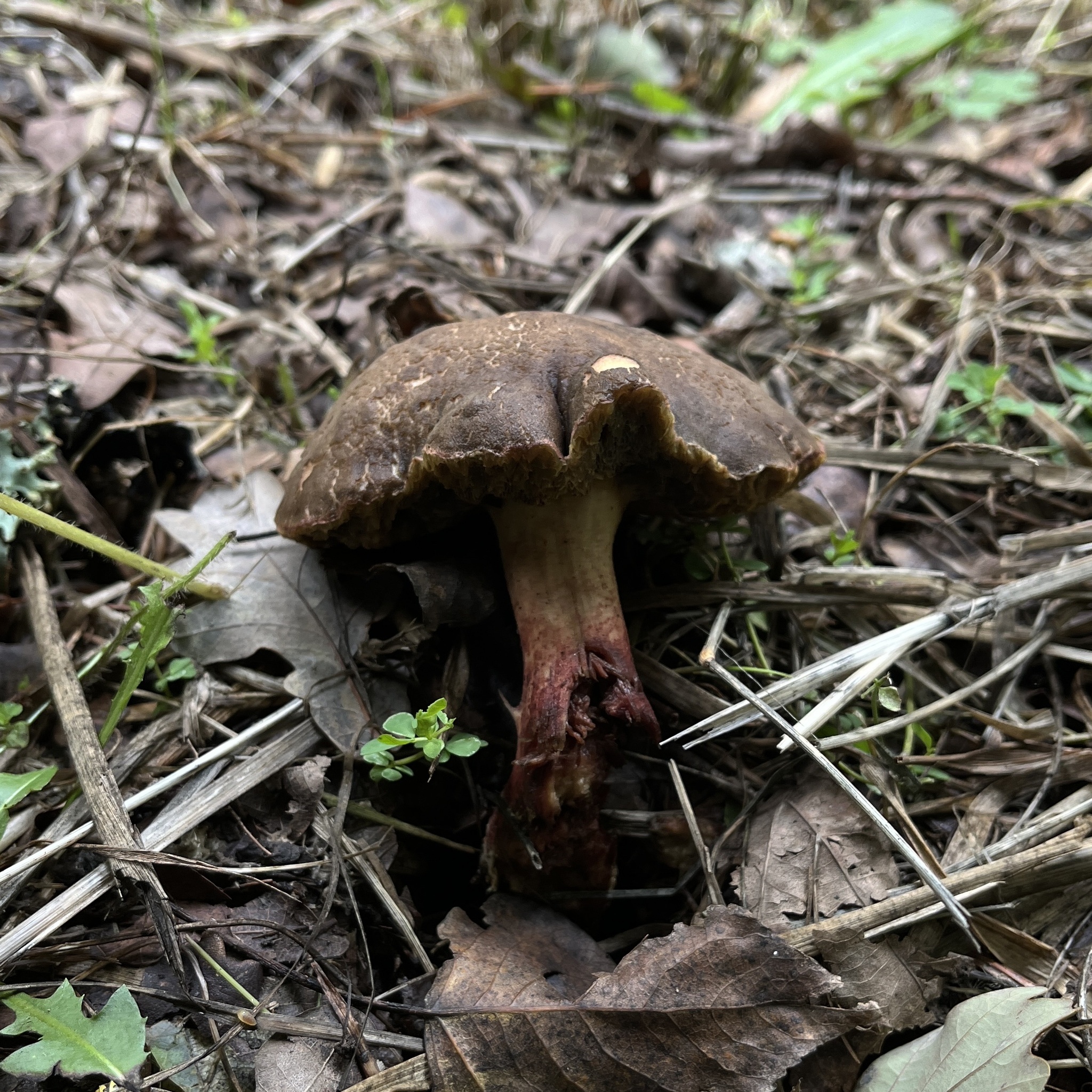 Red-cracking Bolete (Xerocomellus chrysenteron) wild specimen