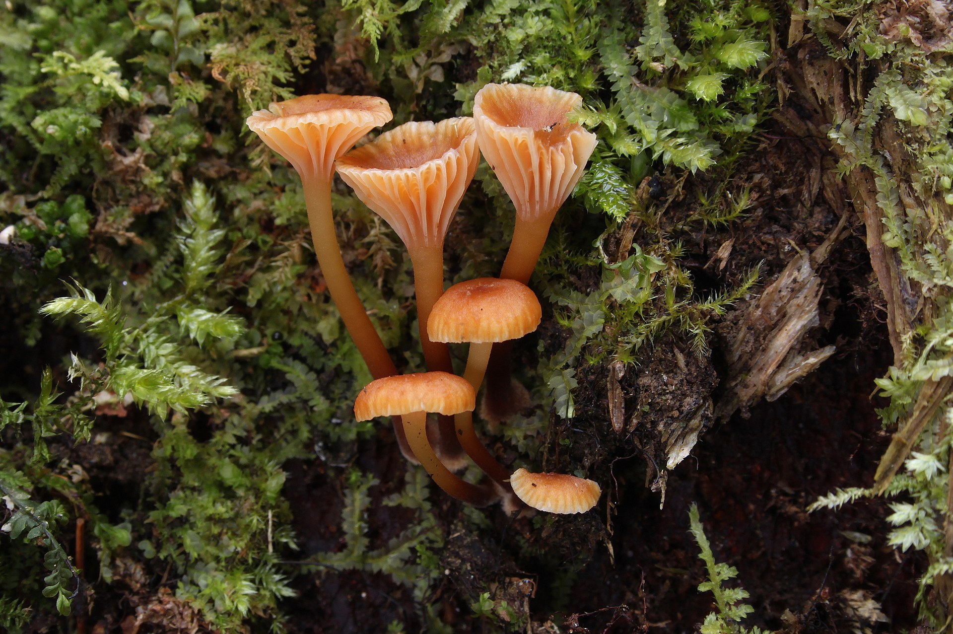 Golden Trumpet (Xeromphalina campanella)