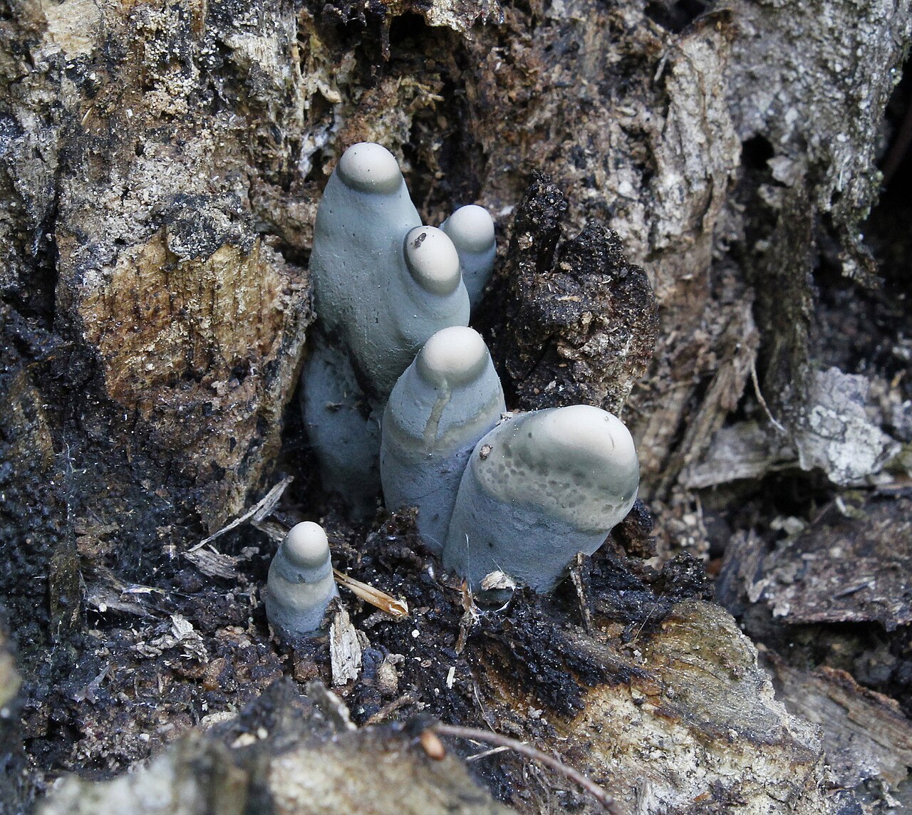 Immature bluish-white Xylaria polymorpha specimens with rounded tops emerging from decaying wood