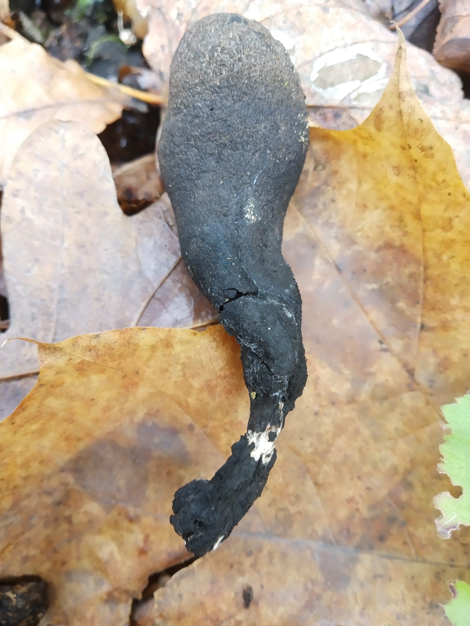 Single mature Xylaria polymorpha fruiting body showing dark club-shaped form on autumn leaves