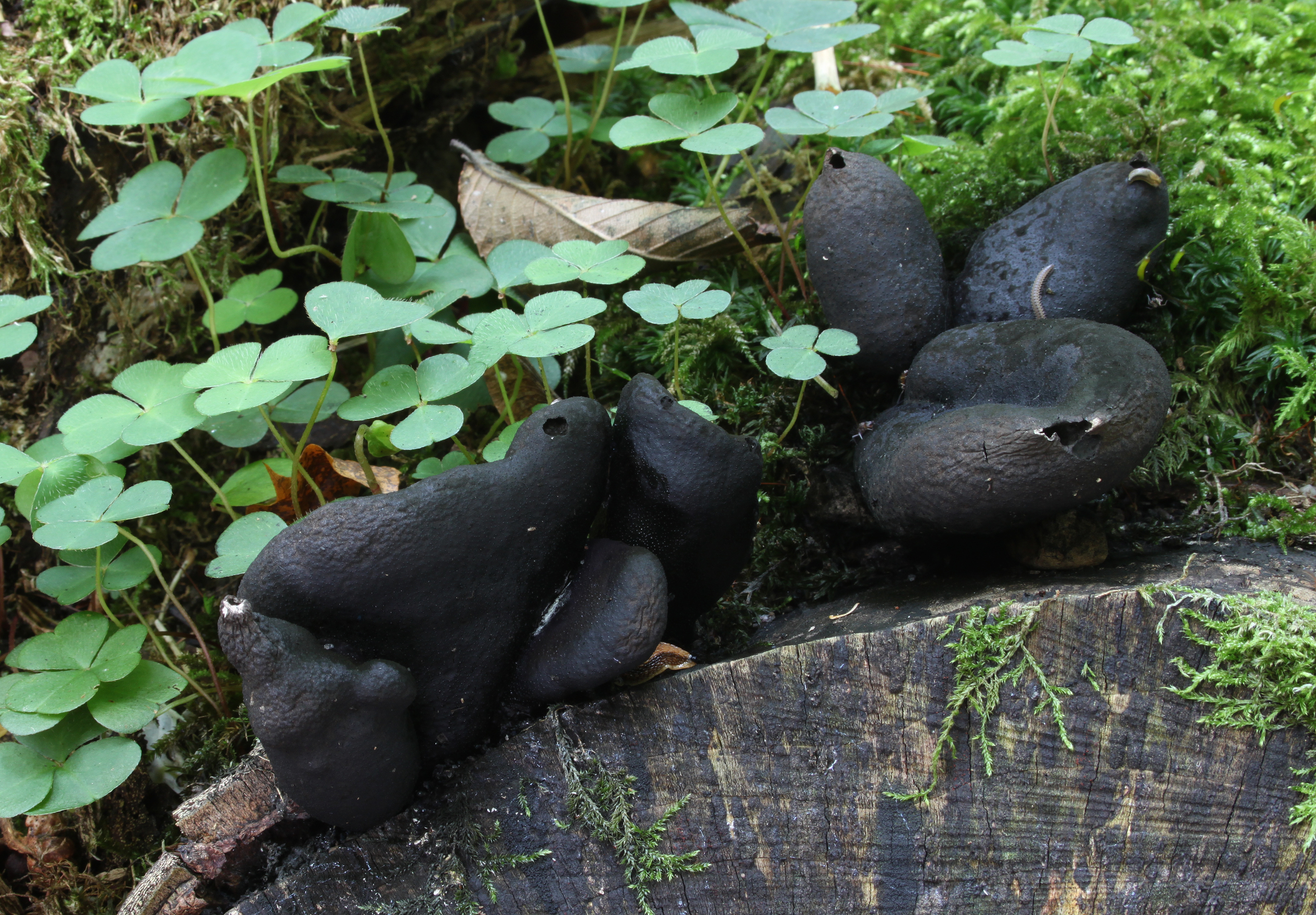 Cluster of black bulbous Xylaria polymorpha Dead Man's Fingers growing on a tree stump surrounded by clover